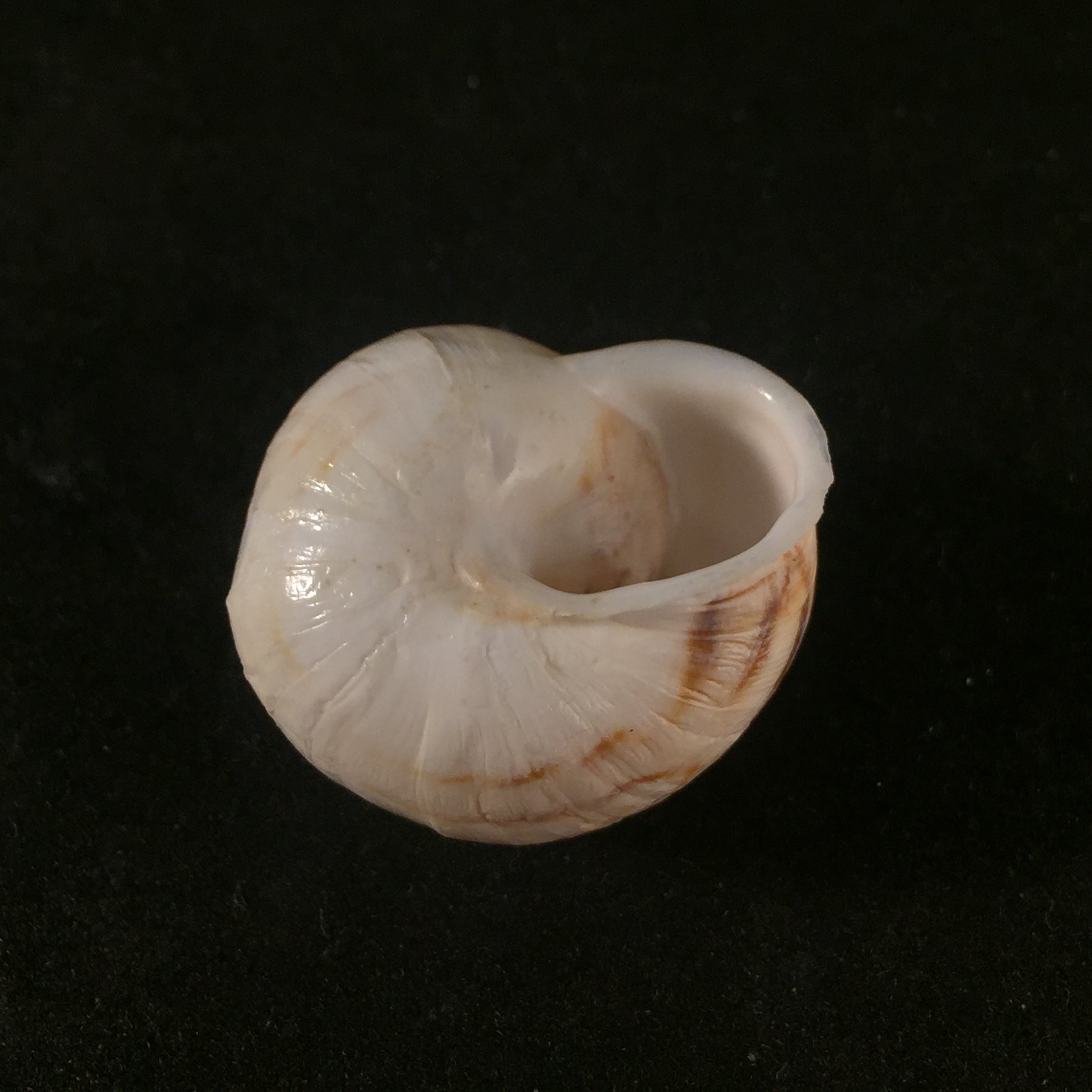 Eremina smaraensis J. Ahuir, 2015 - 28mm