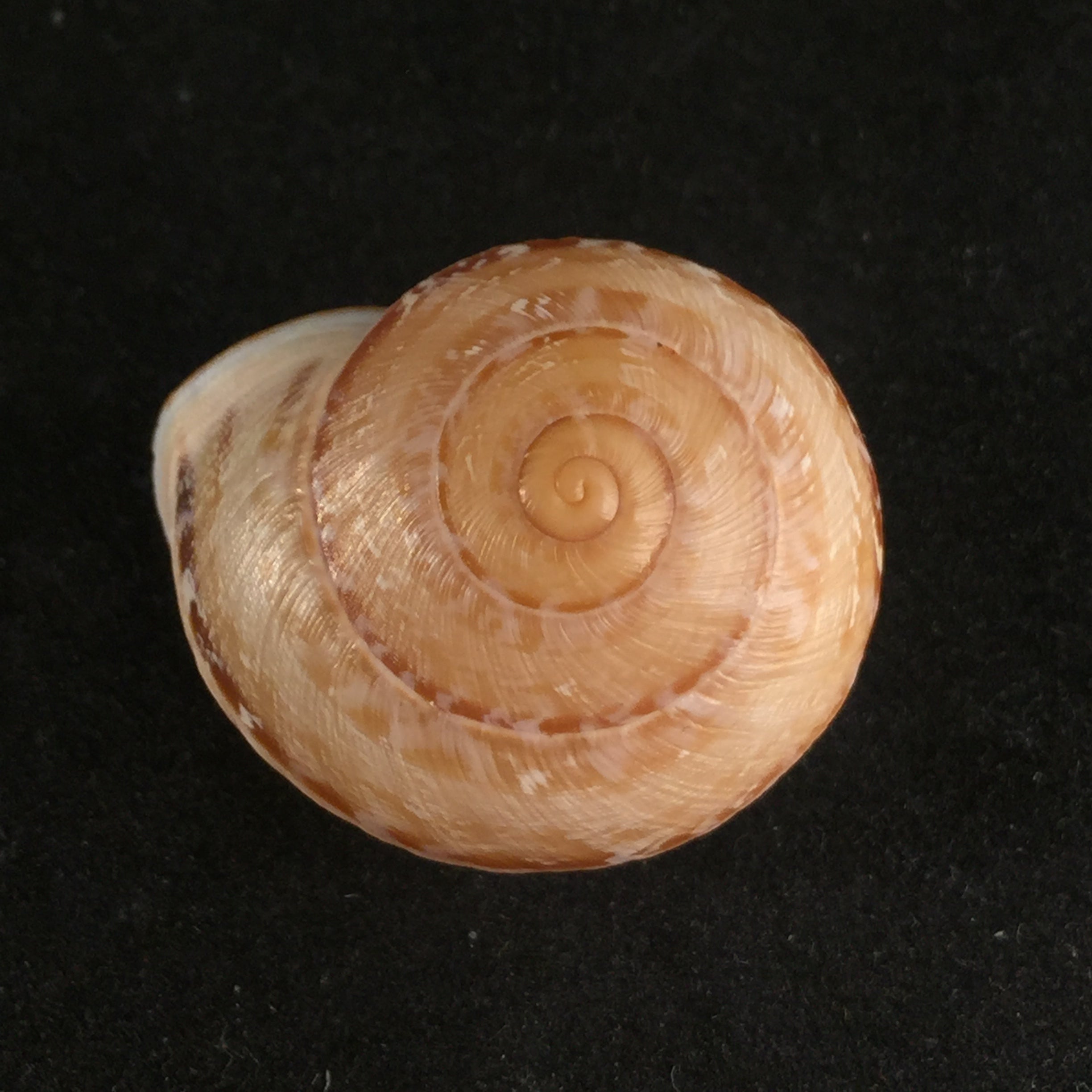 Loxana pedroi T. Cossignani & J. Ahuir, 2013 - 30,3mm