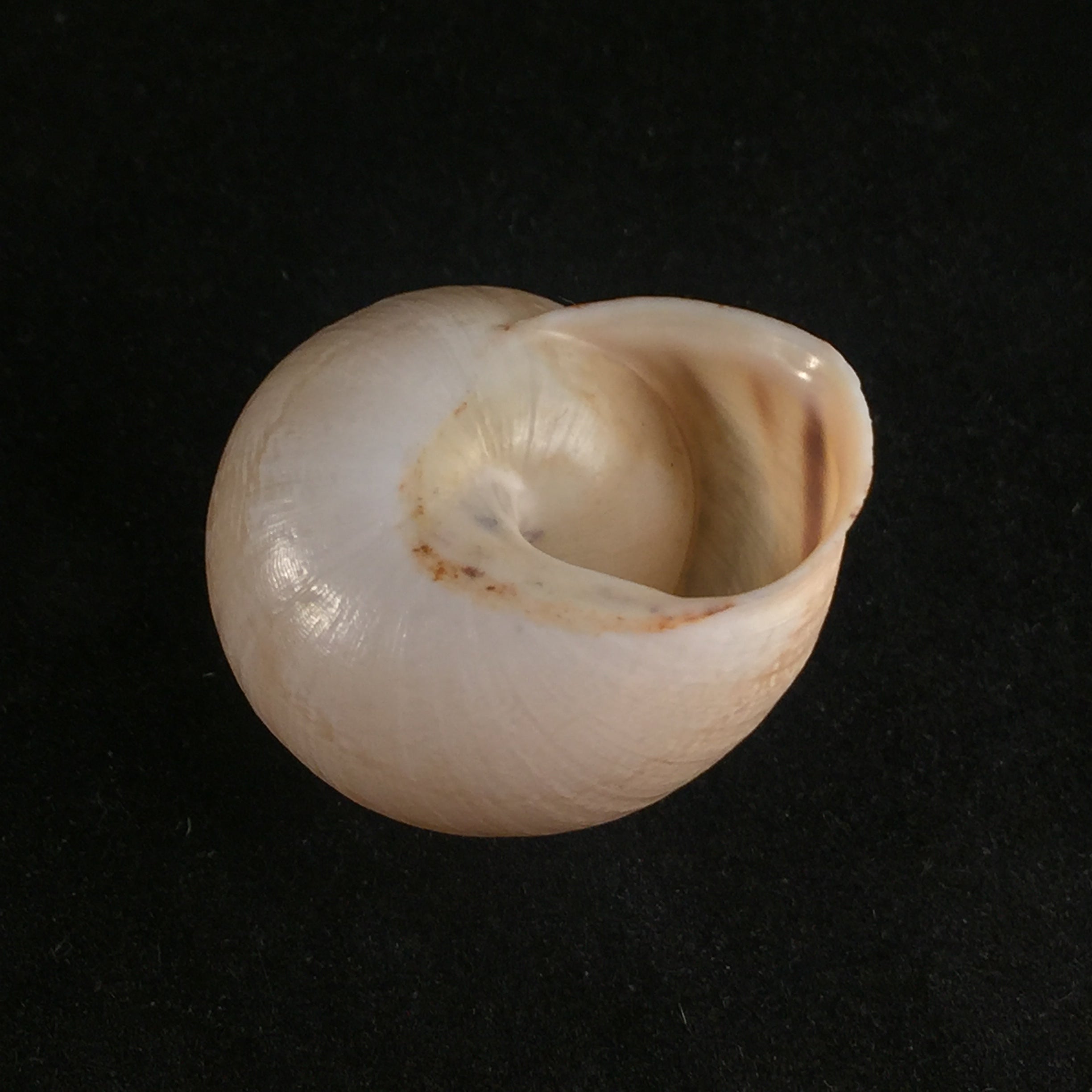 Loxana pedroi T. Cossignani & J. Ahuir, 2013 - 30,3mm