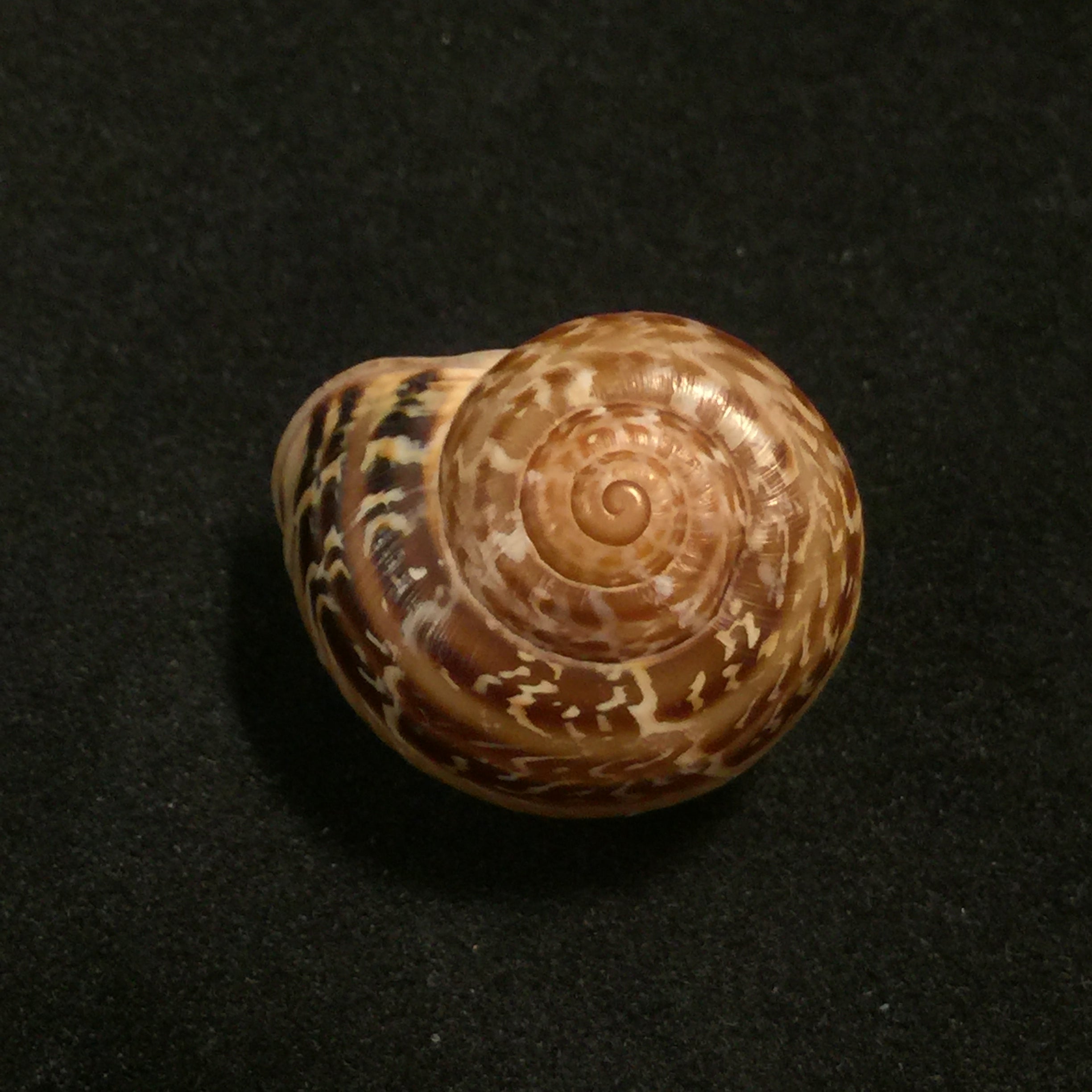 Allognathus hispanicus (Rossmässler, 1838) - 23,6mm
