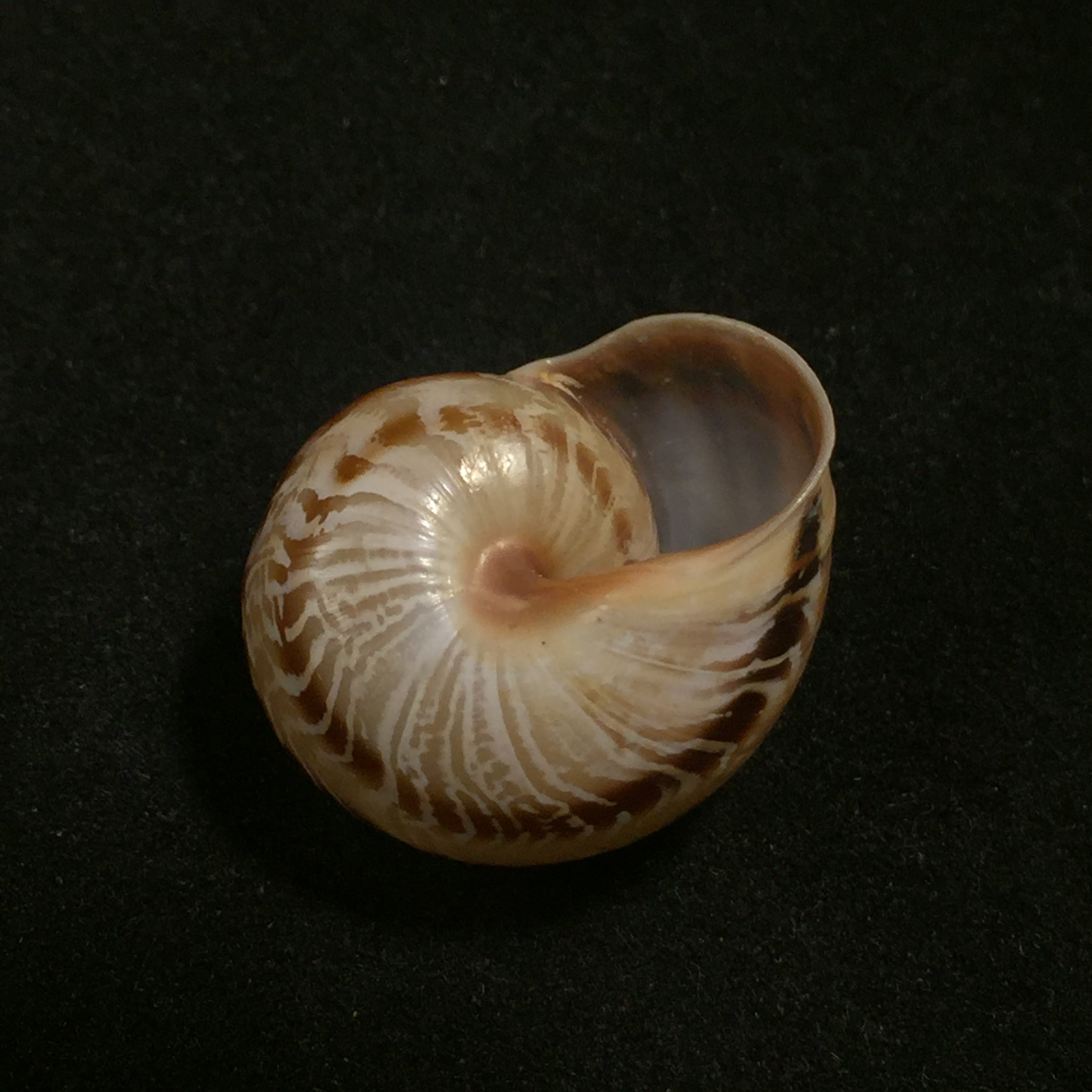 Allognathus hispanicus (Rossmässler, 1838) - 23,6mm