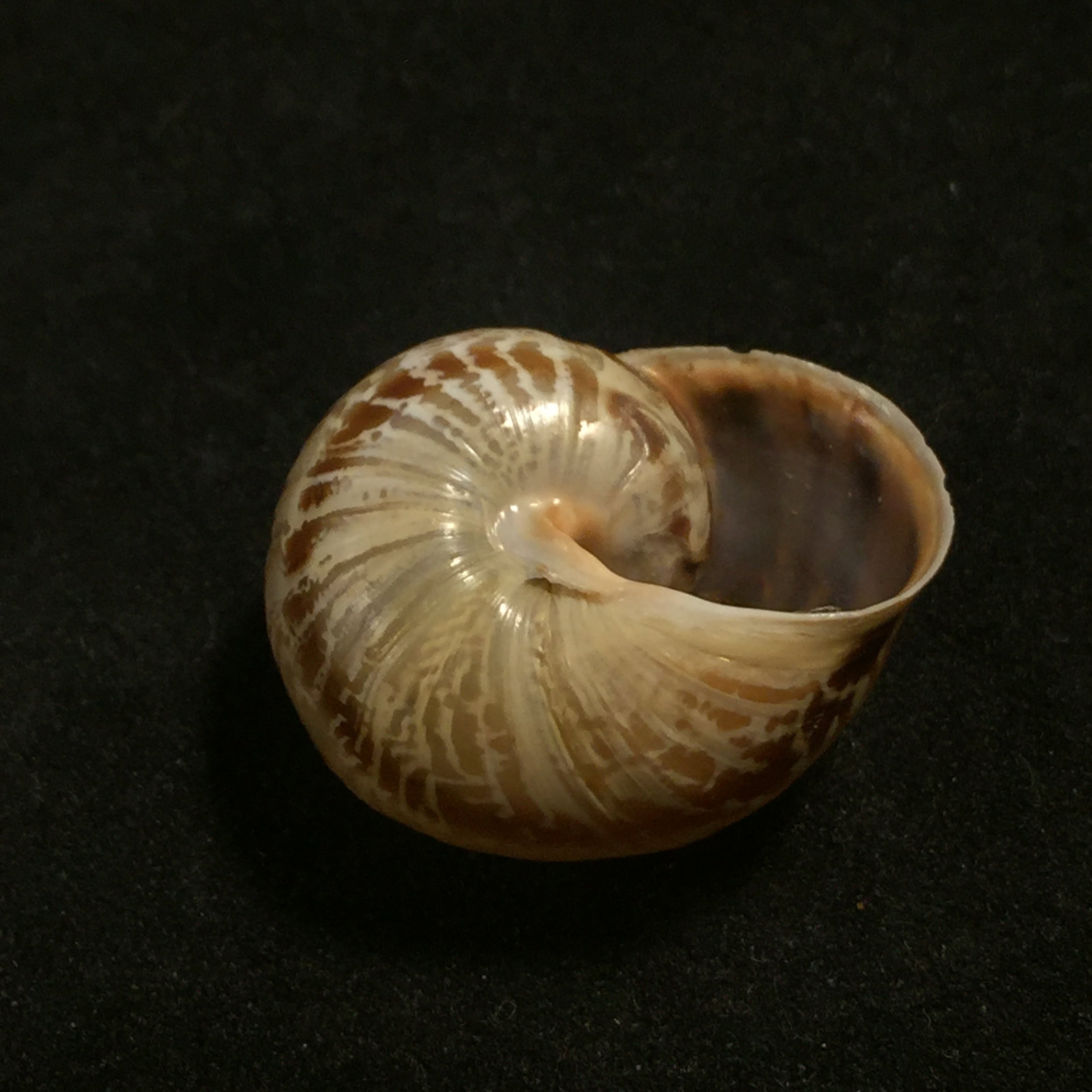 Allognathus hispanicus (Rossmässler, 1838) - 24,3mm