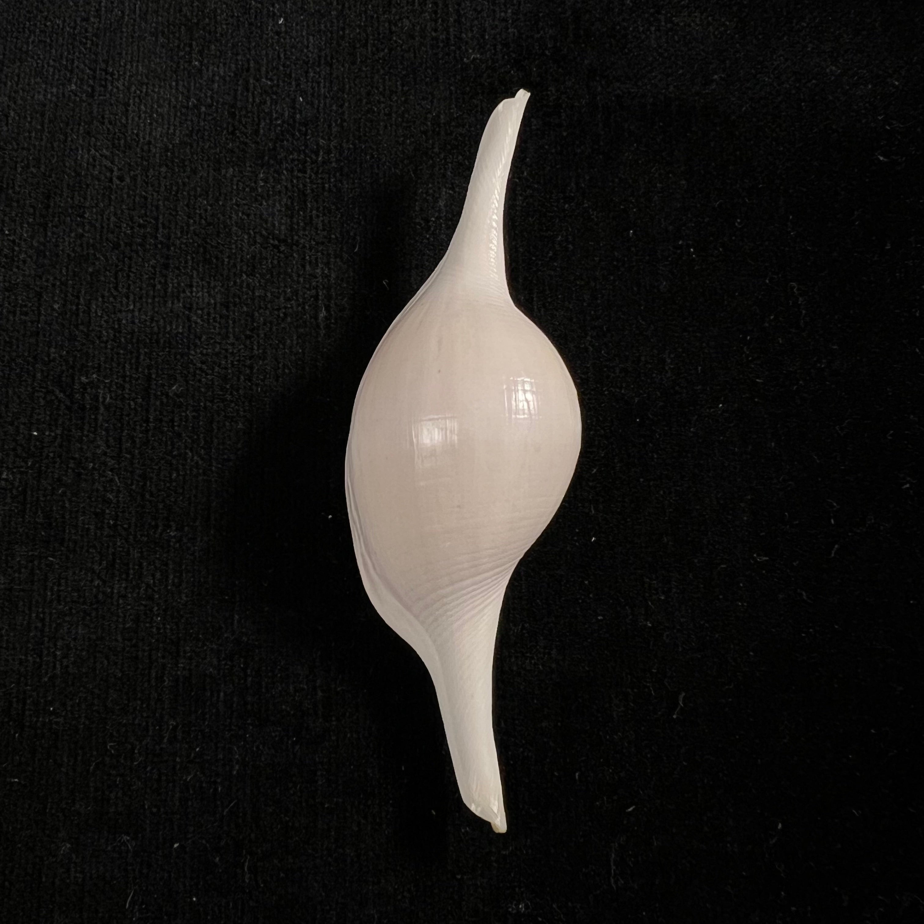 Volva volva (林奈, 1758) - 76,7mm