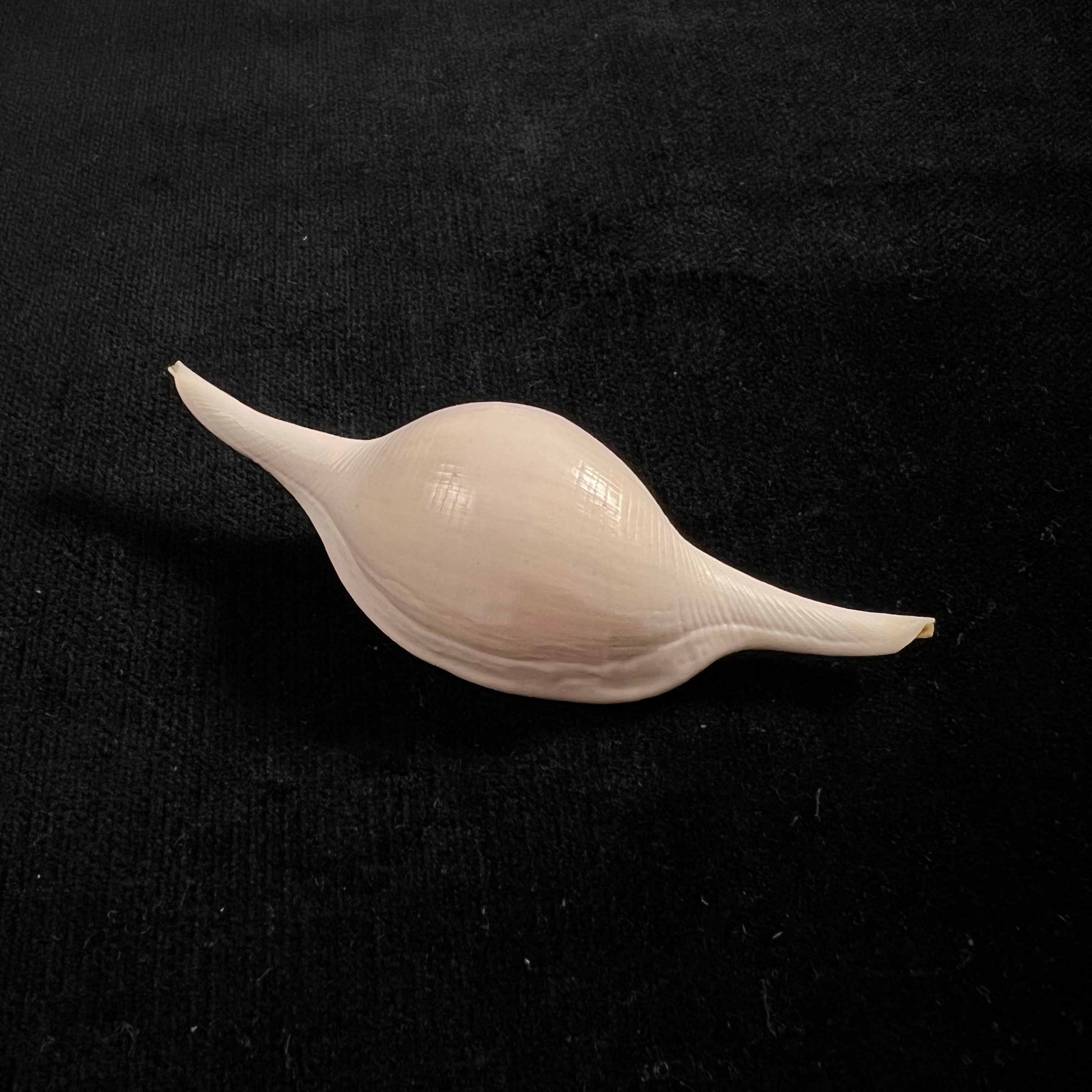 Volva volva (林奈, 1758) - 76,7mm