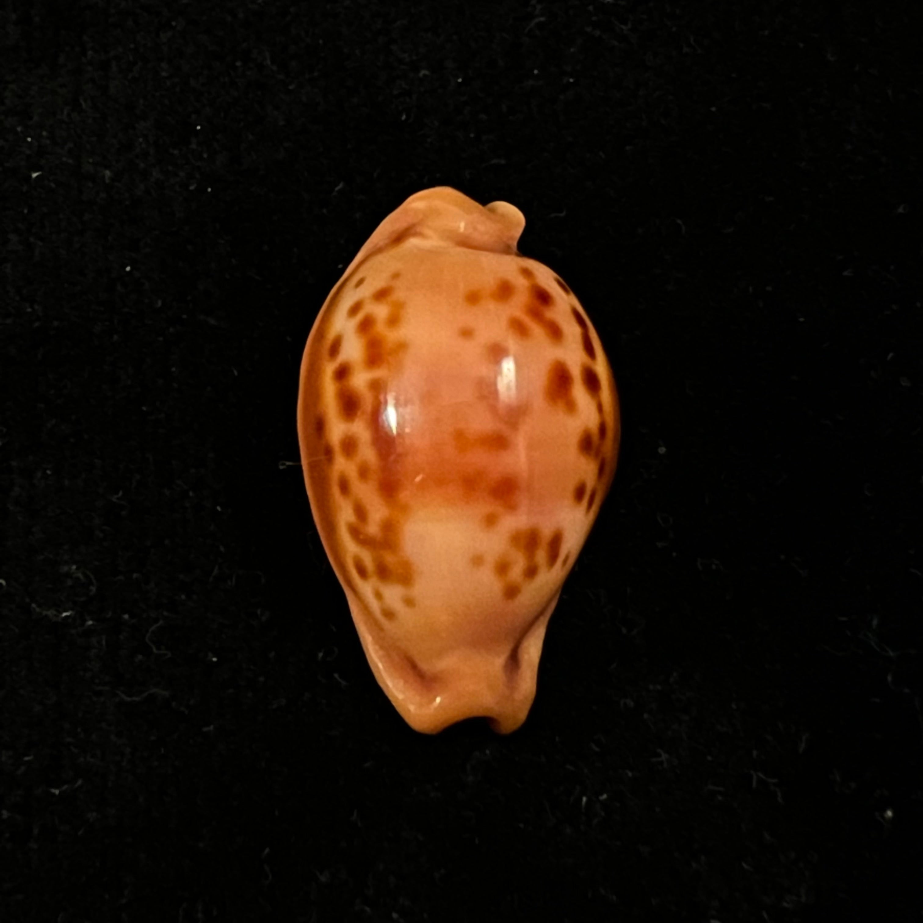 Propustularia surinamensis (G. Perry, 1811 - 26,2mm