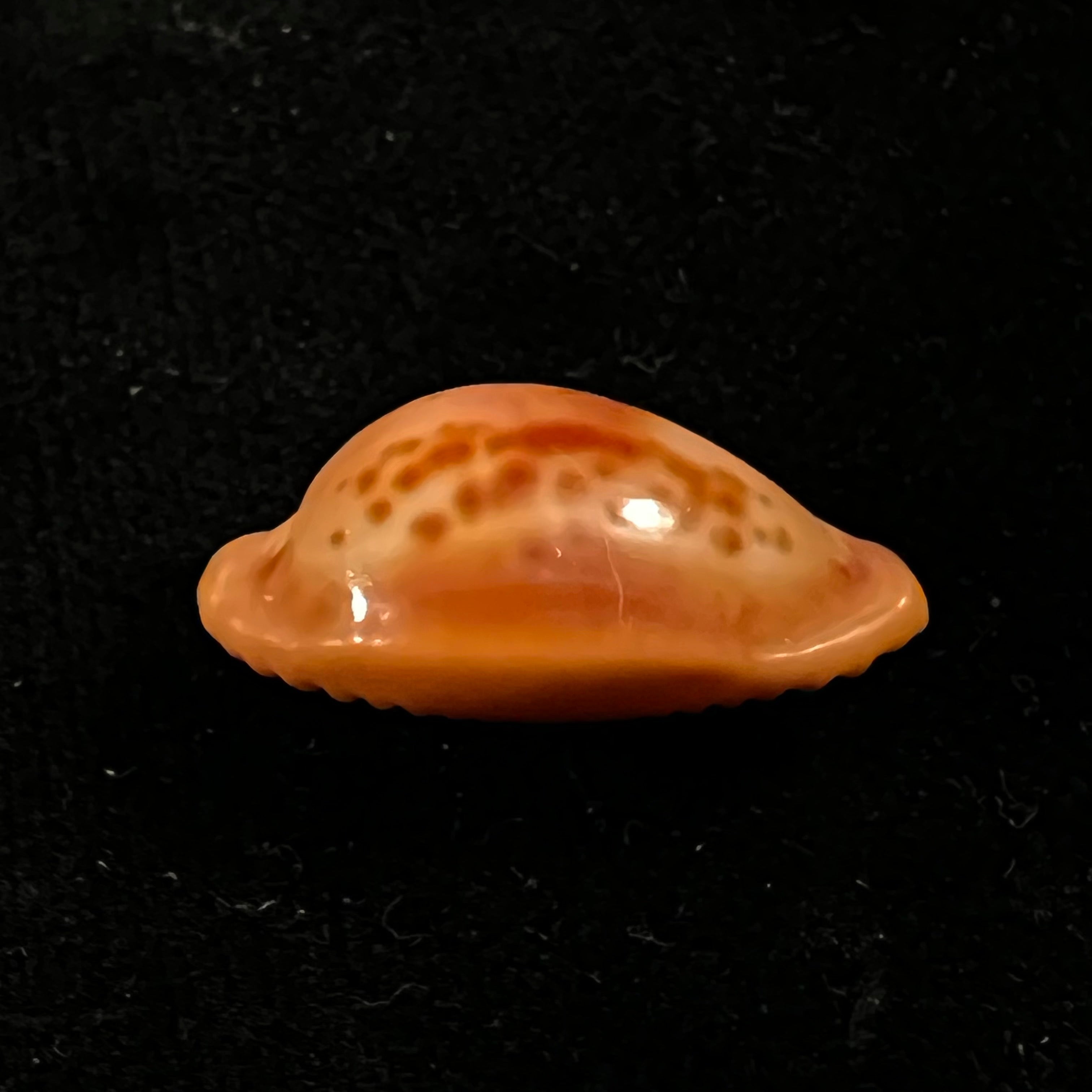 Propustularia surinamensis (G. Perry, 1811 - 26,2mm