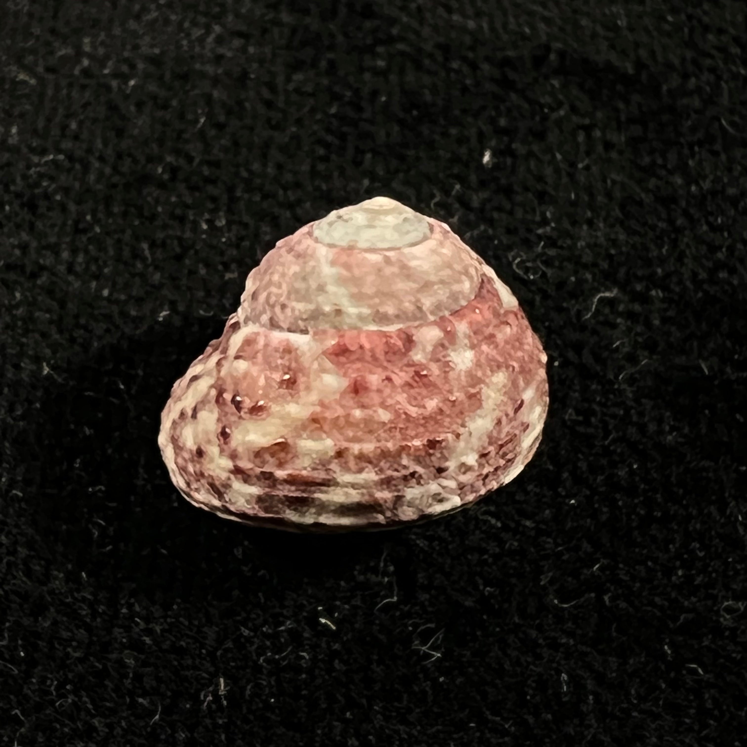 Agathistoma viridulum(Gmelin,1791)- 16,3毫米