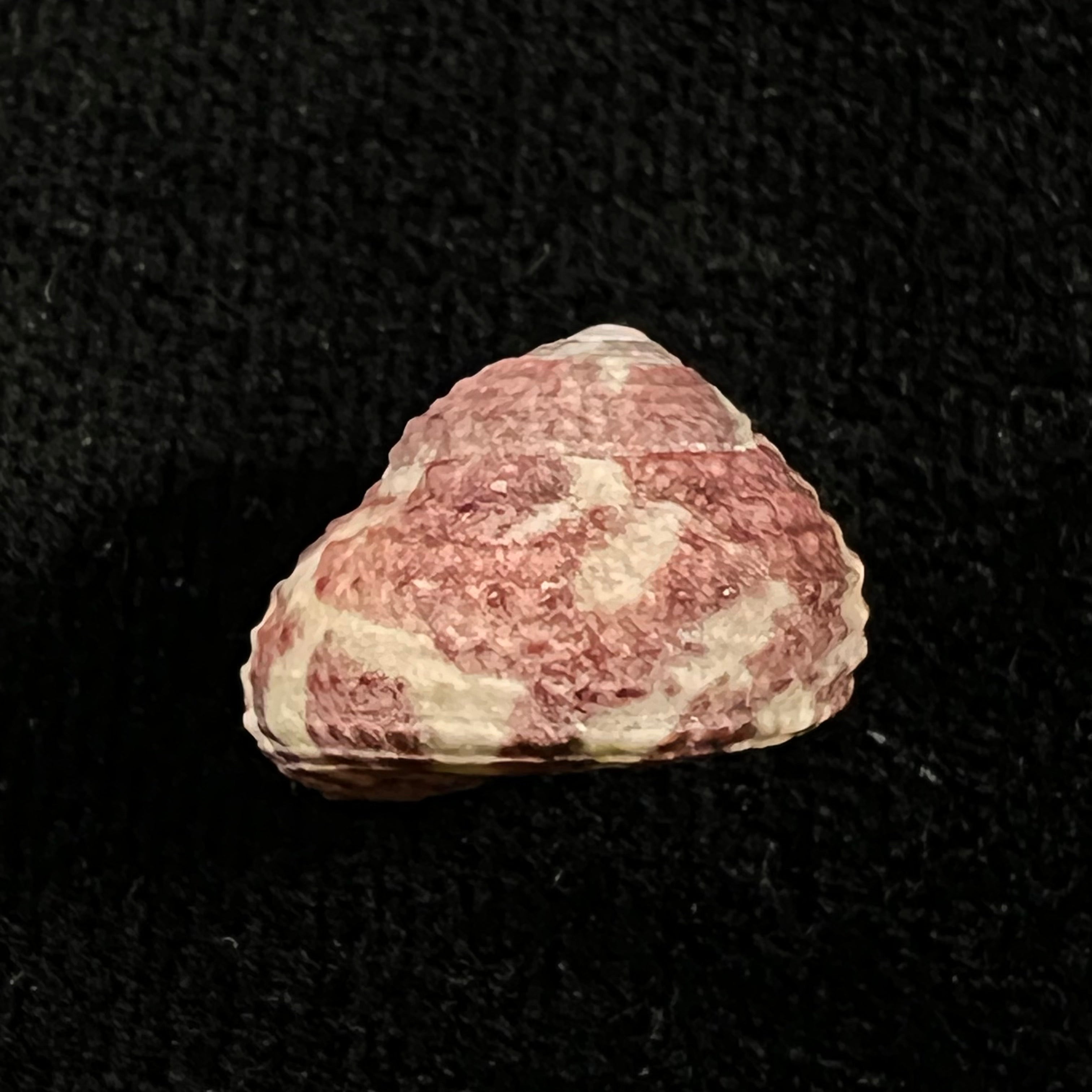 Agathistoma viridulum (Gmelin, 1791) - 15,8mm