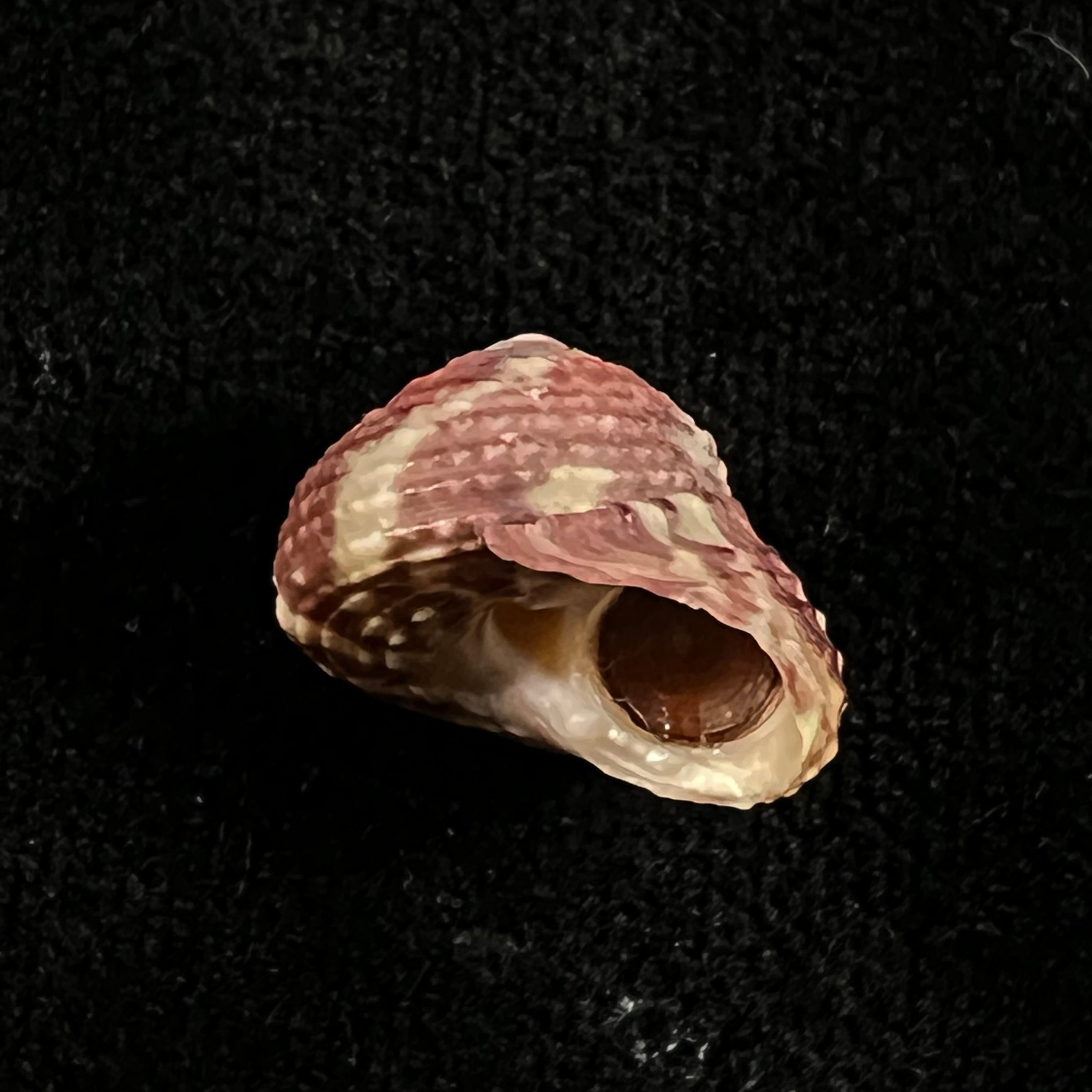 Agathistoma viridulum (Gmelin, 1791) - 15,8mm