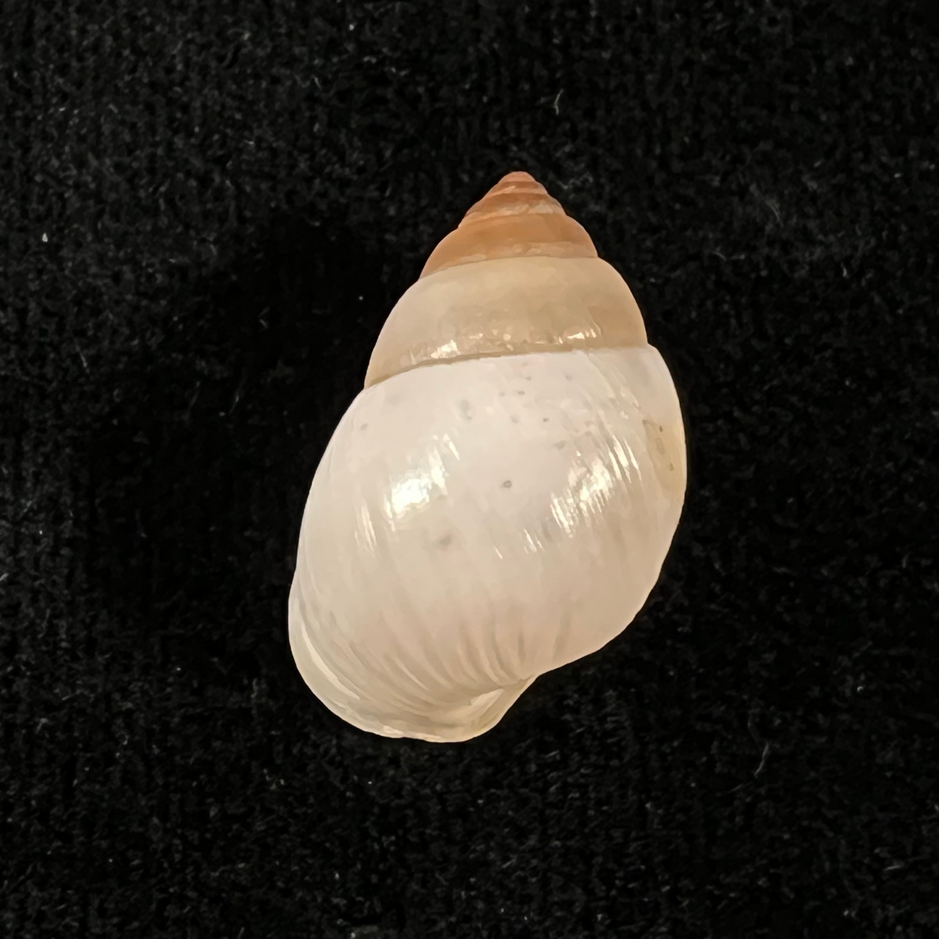Rhinus ovulum (Reeve, 1849) - 21,4mm