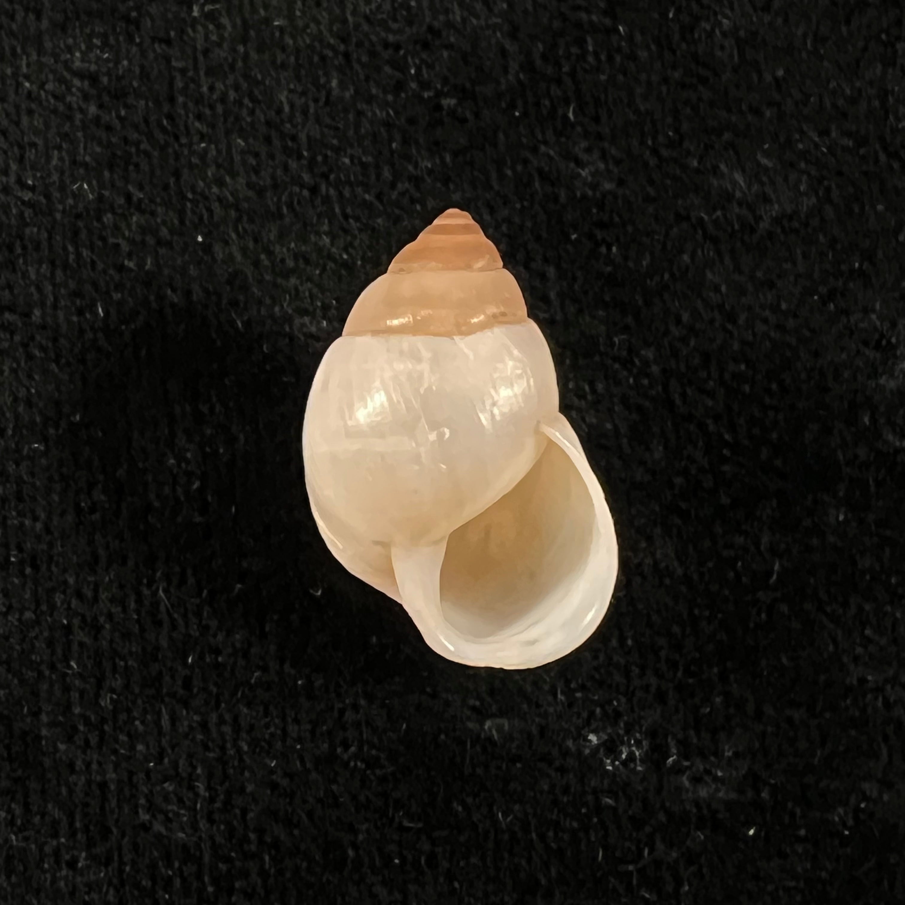 Rhinus ovulum (Reeve, 1849) - 21,4mm