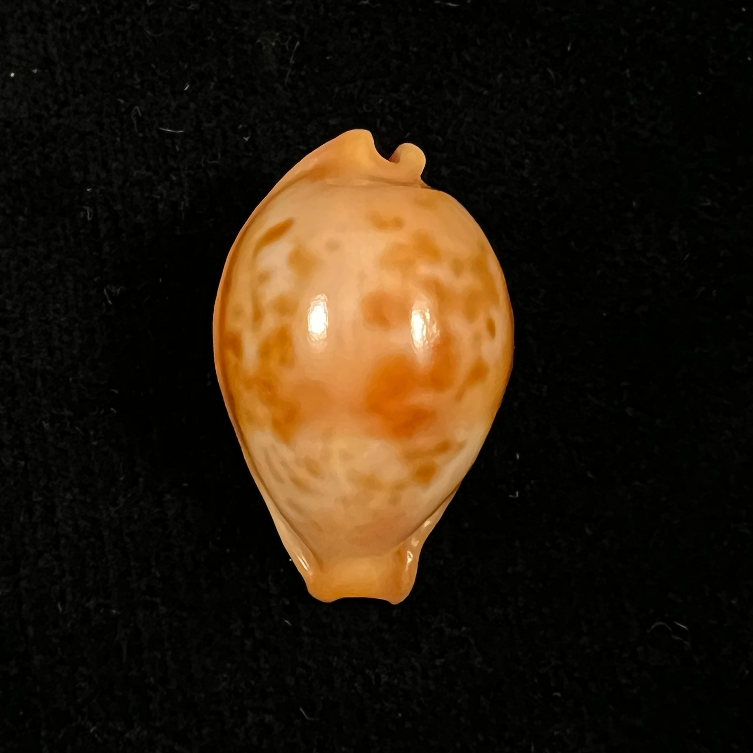 Propustularia surinamensis (G. Perry, 1811 - 30,3mm