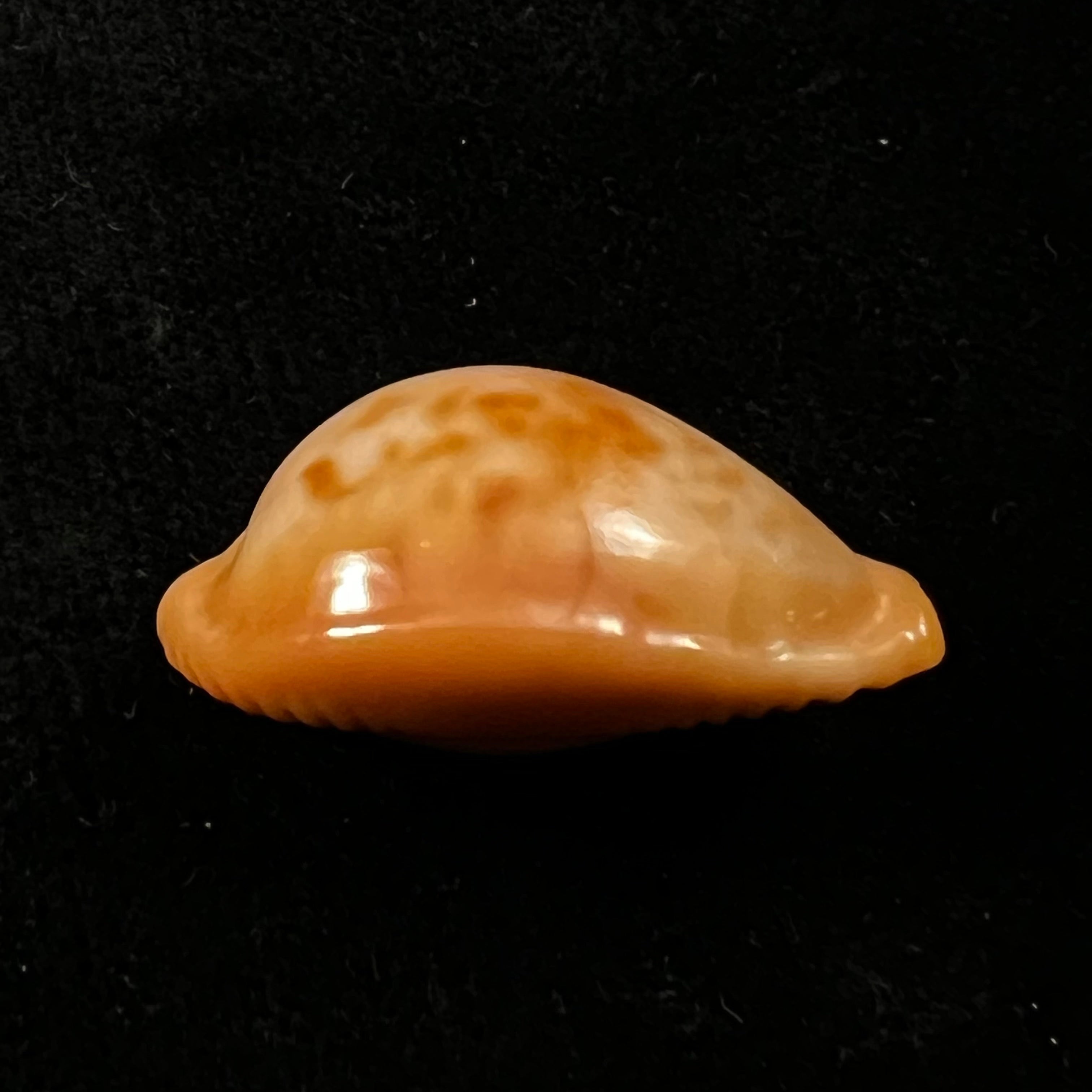 Propustularia surinamensis (G. Perry, 1811 - 30,3mm