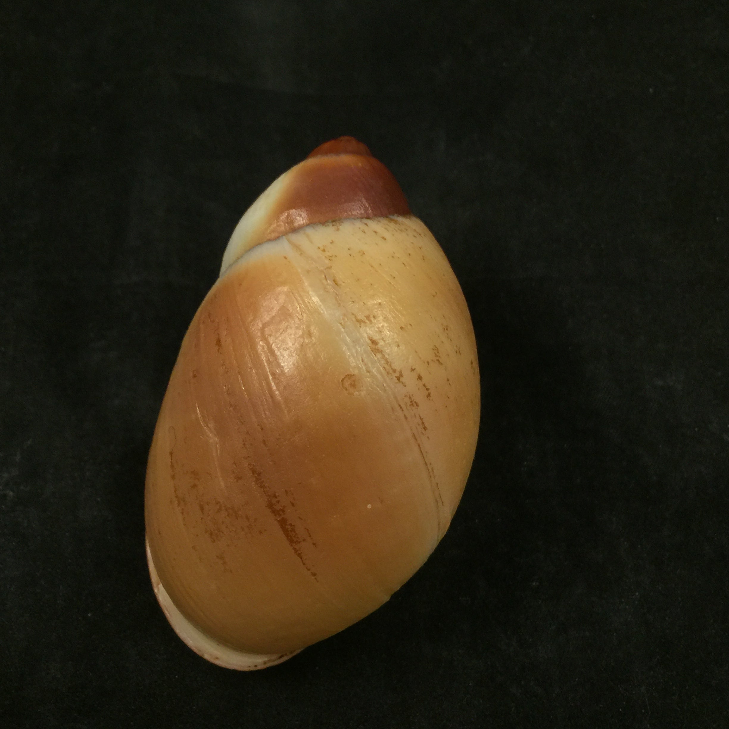 Megaloblimus miersi (Da Costa,1904)- 76,1mm