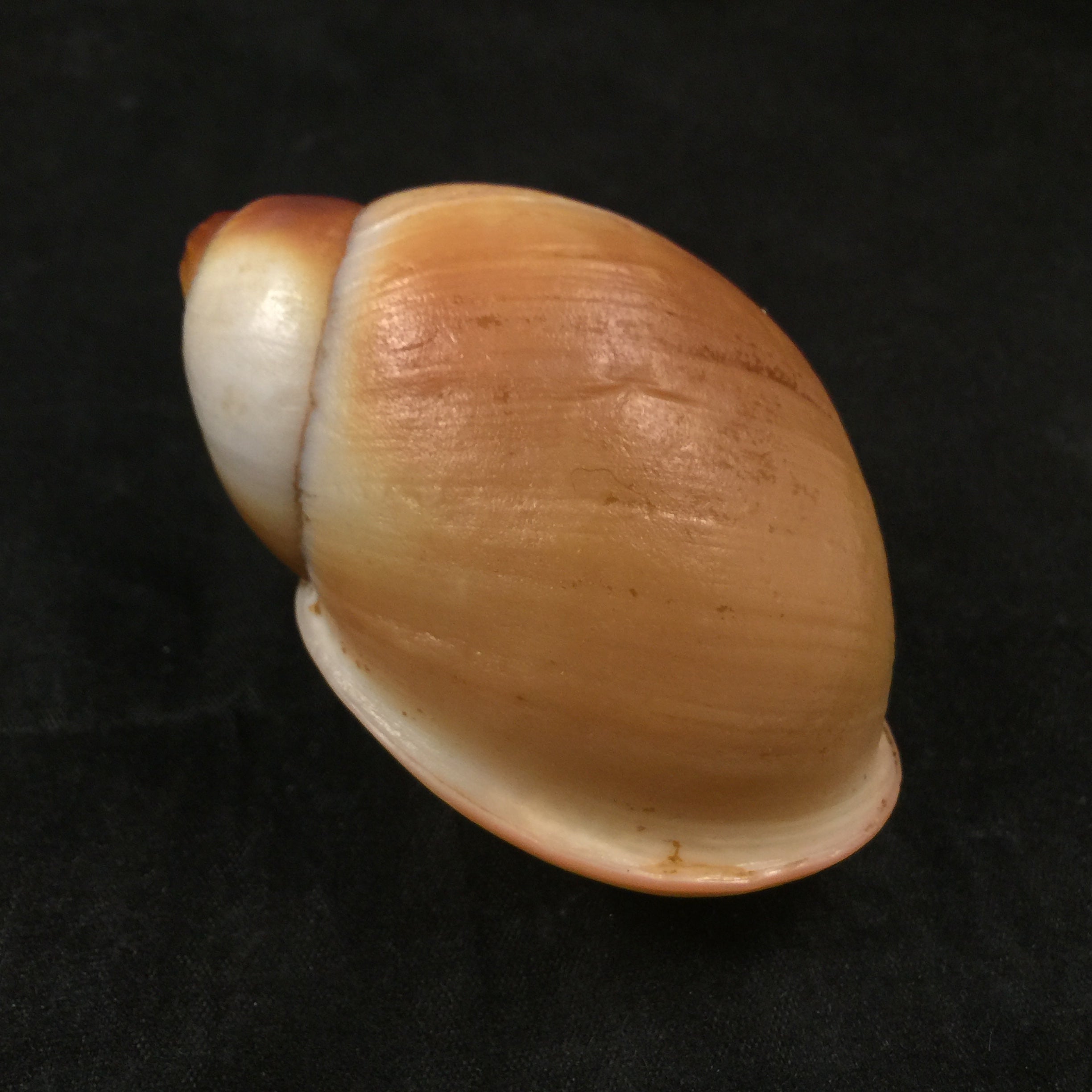 Megaloblimus miersi (Da Costa,1904)- 76,1mm