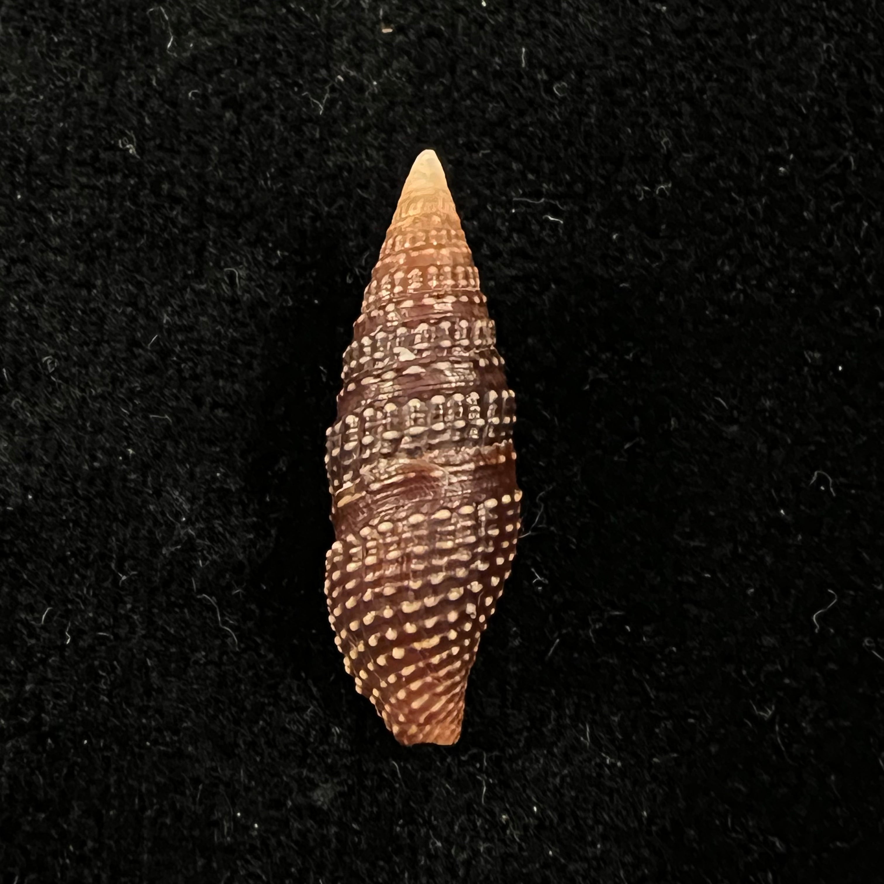 Crassispira cerithina(安东,1838 年) - 24 毫米