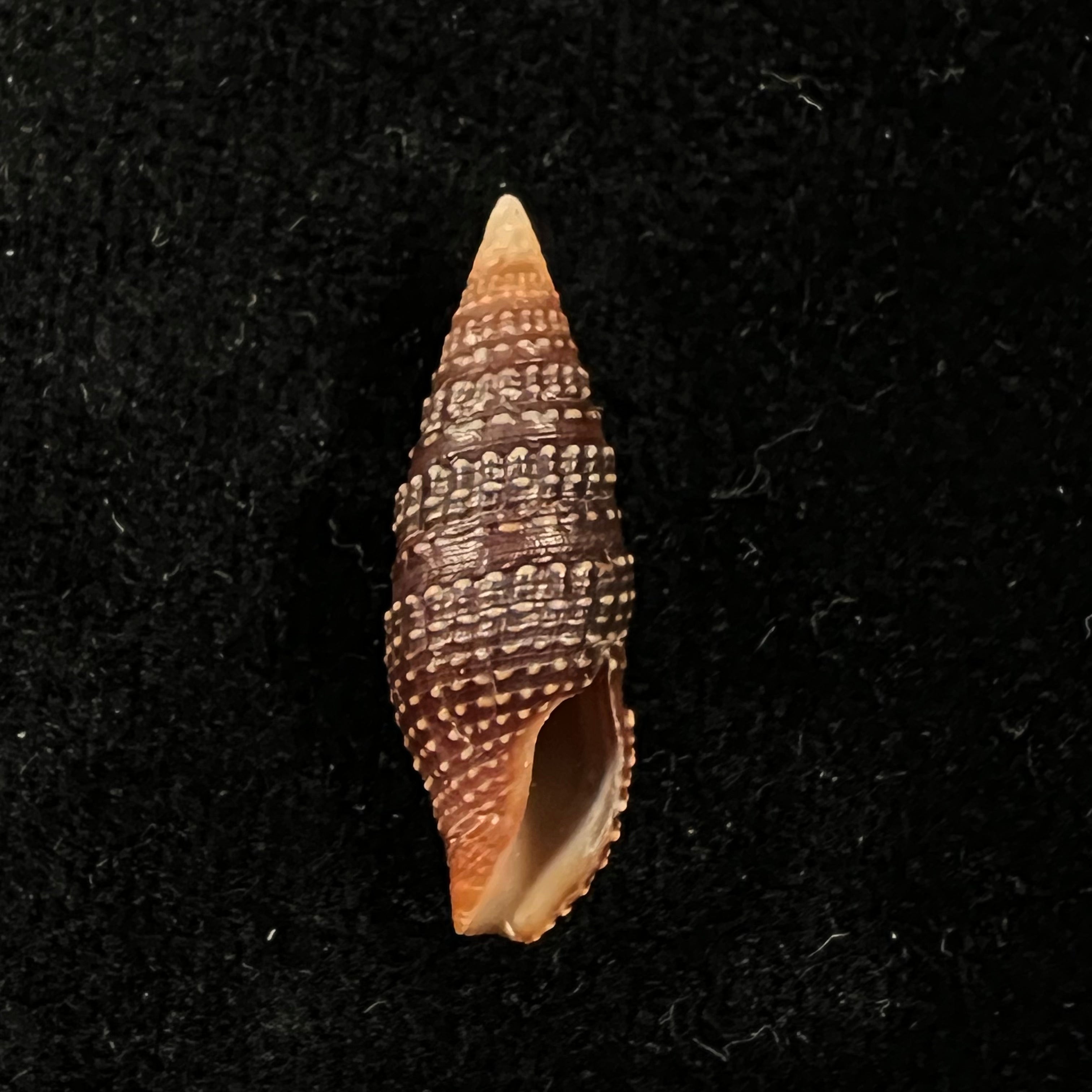 Crassispira cerithina(安东,1838 年) - 24 毫米