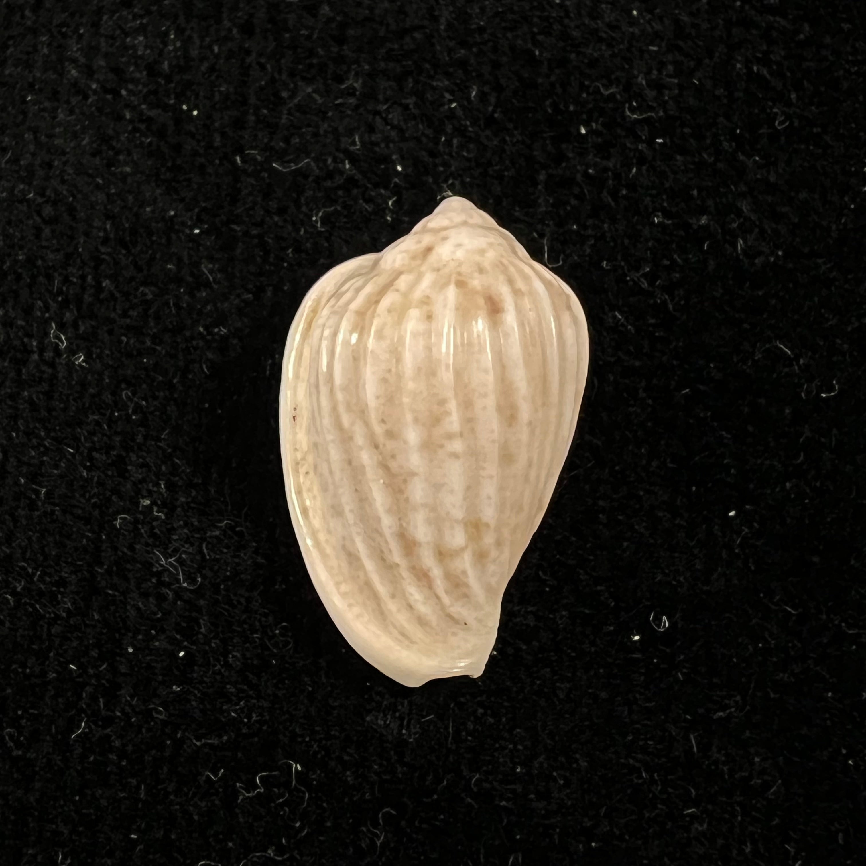 Glabella mozambicana Boyer, 2014 - 19,3mm