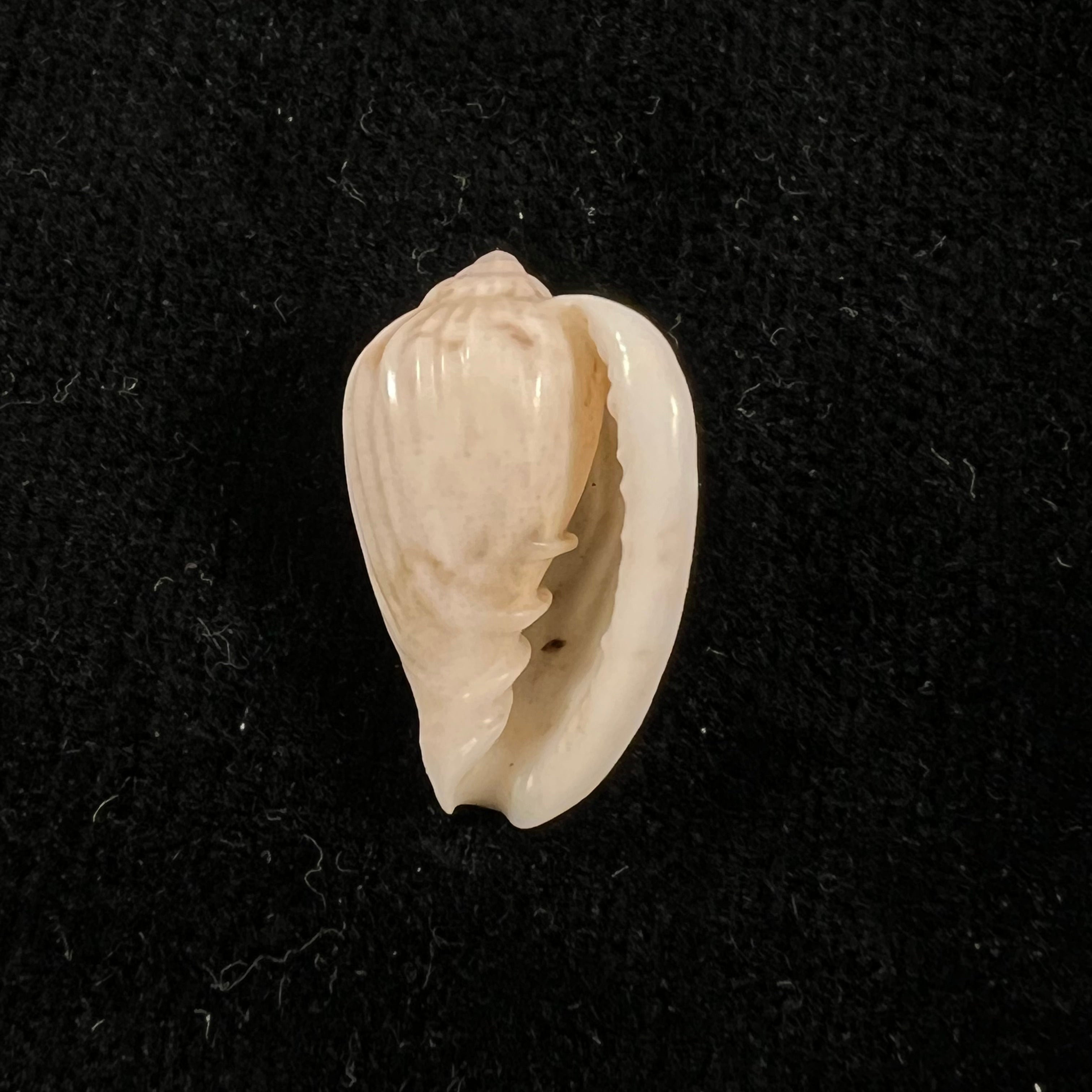 Glabella mozambicana Boyer, 2014 - 19,3mm
