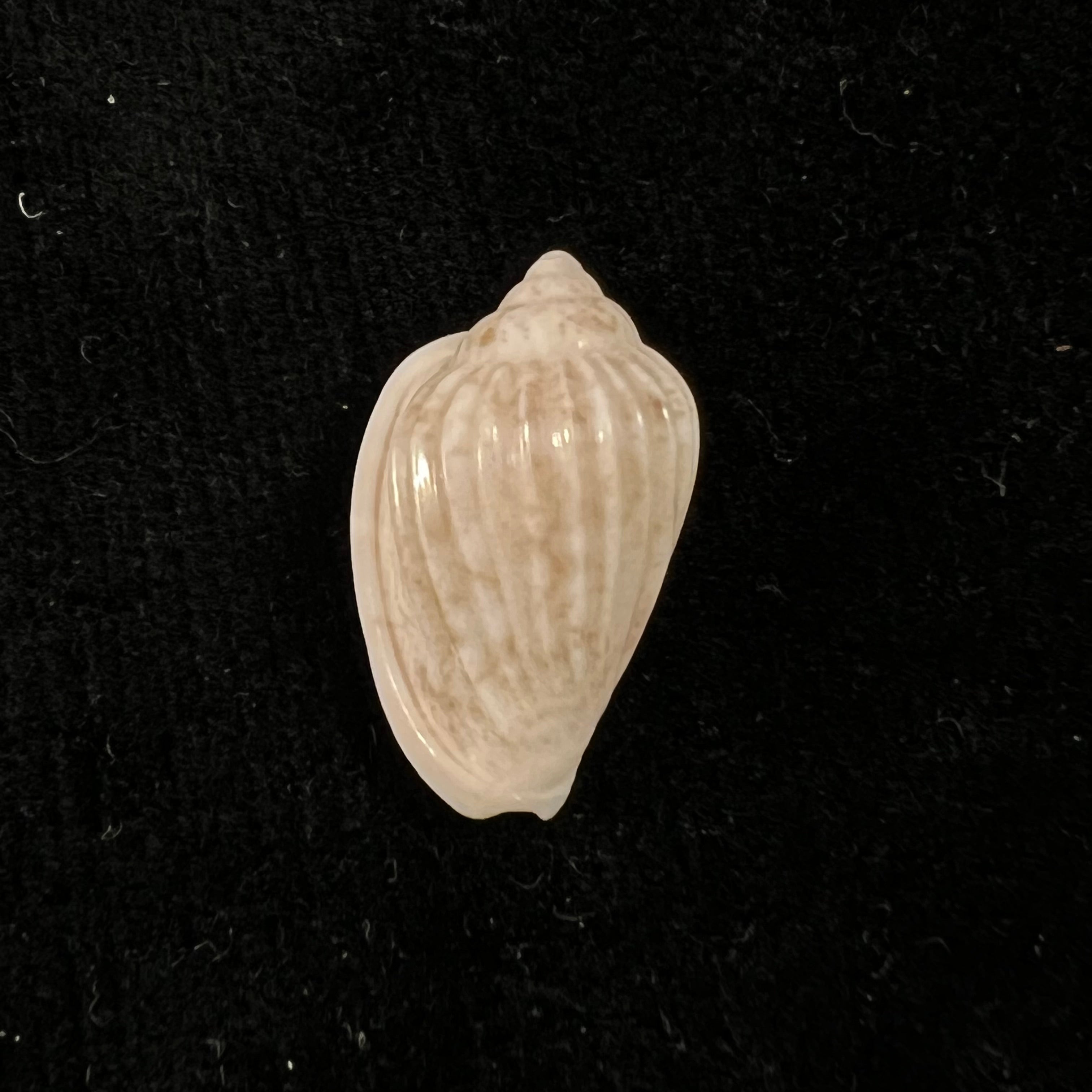 Glabella mozambicana Boyer, 2014 - 20mm