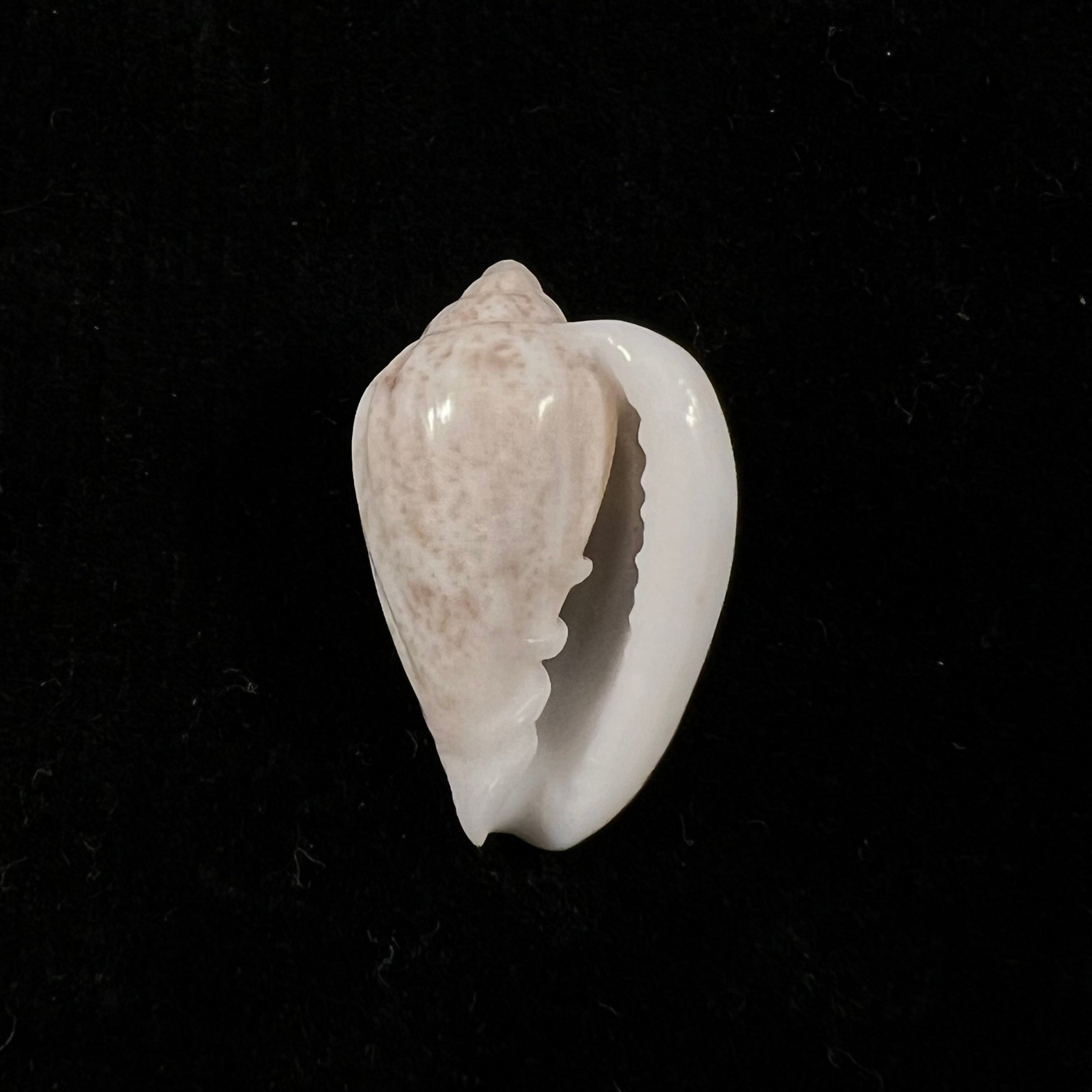 Glabella mozambicana Boyer, 2014 - 20mm