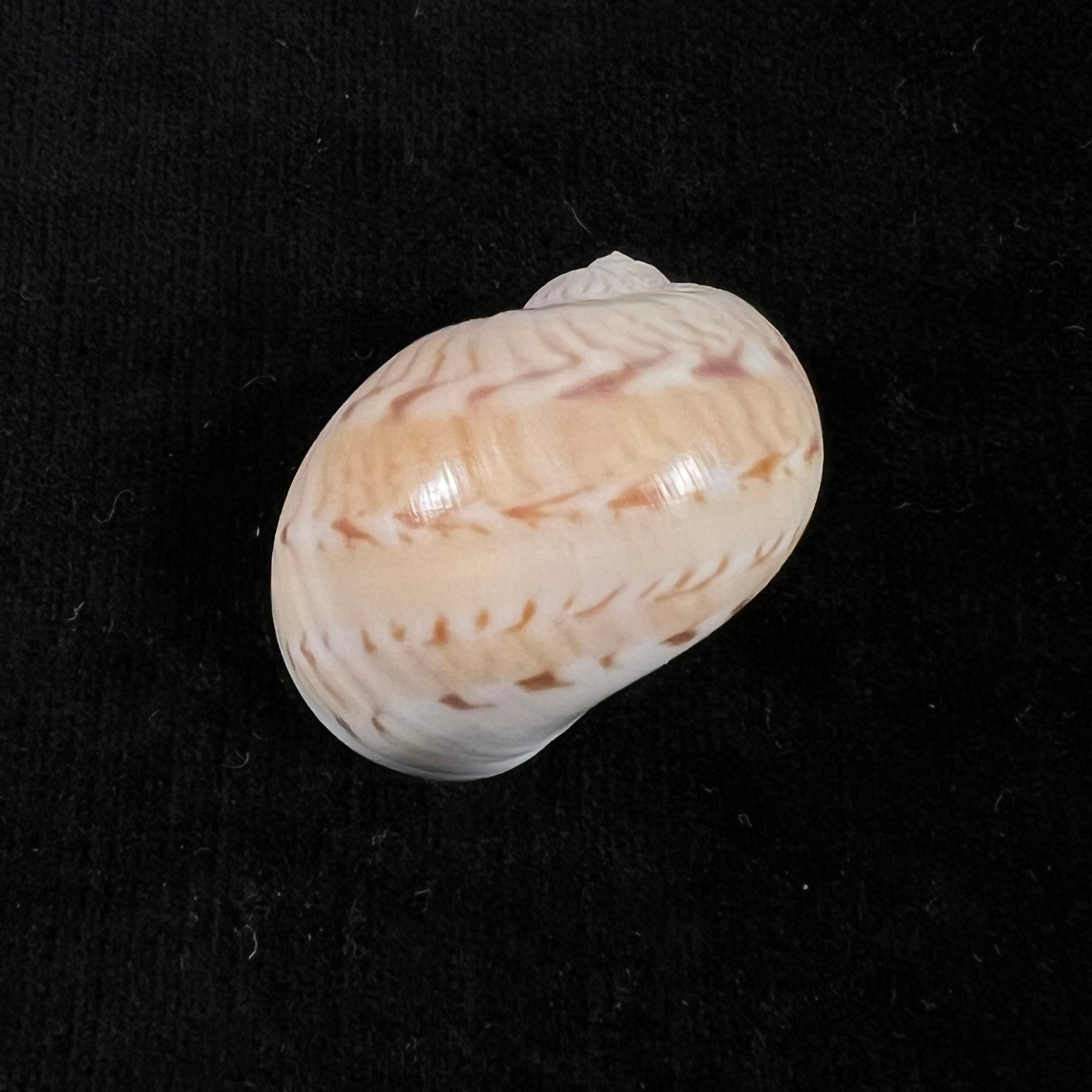 Naticarius canrena (林奈, 1758) - 33,9mm