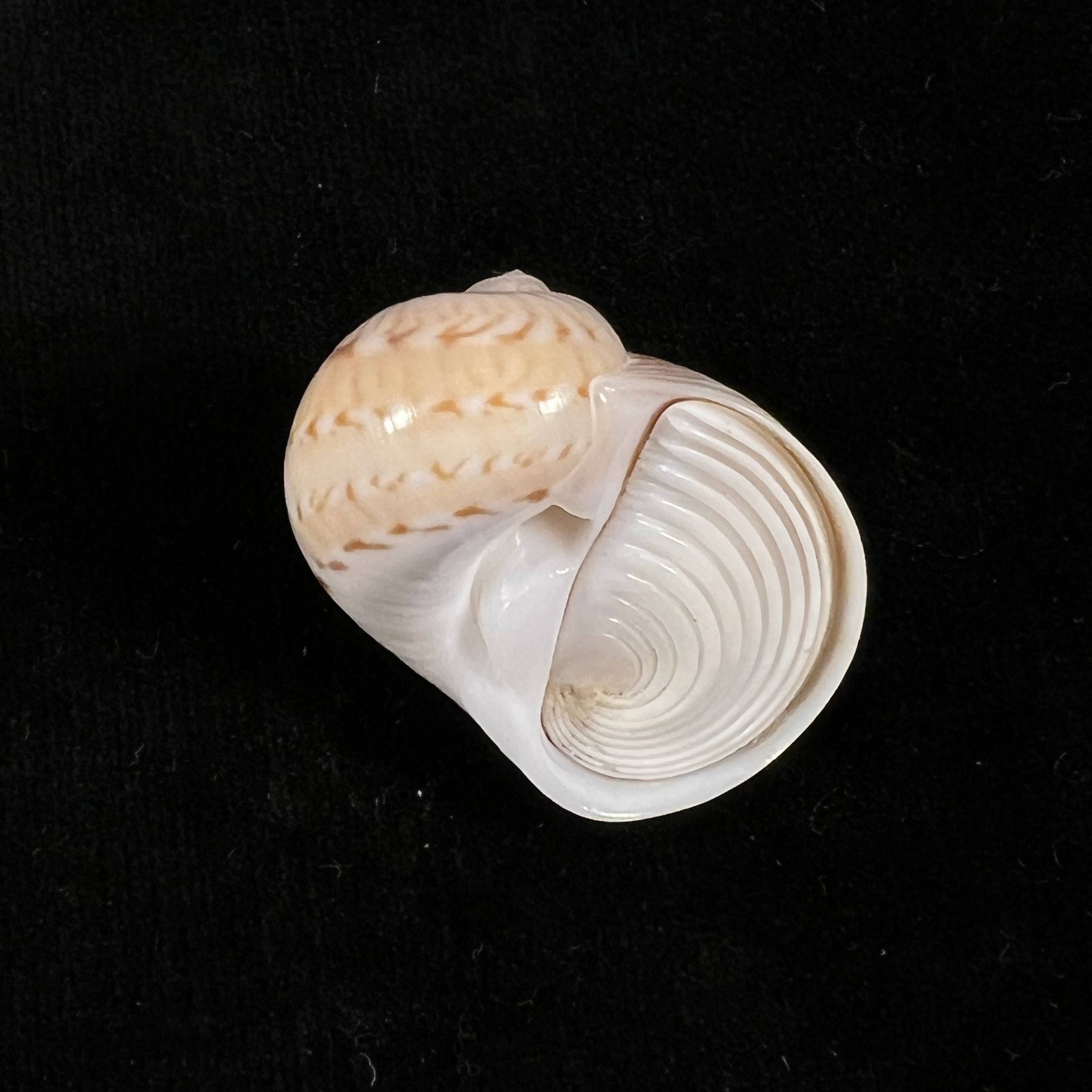 Naticarius canrena (林奈, 1758) - 33,9mm