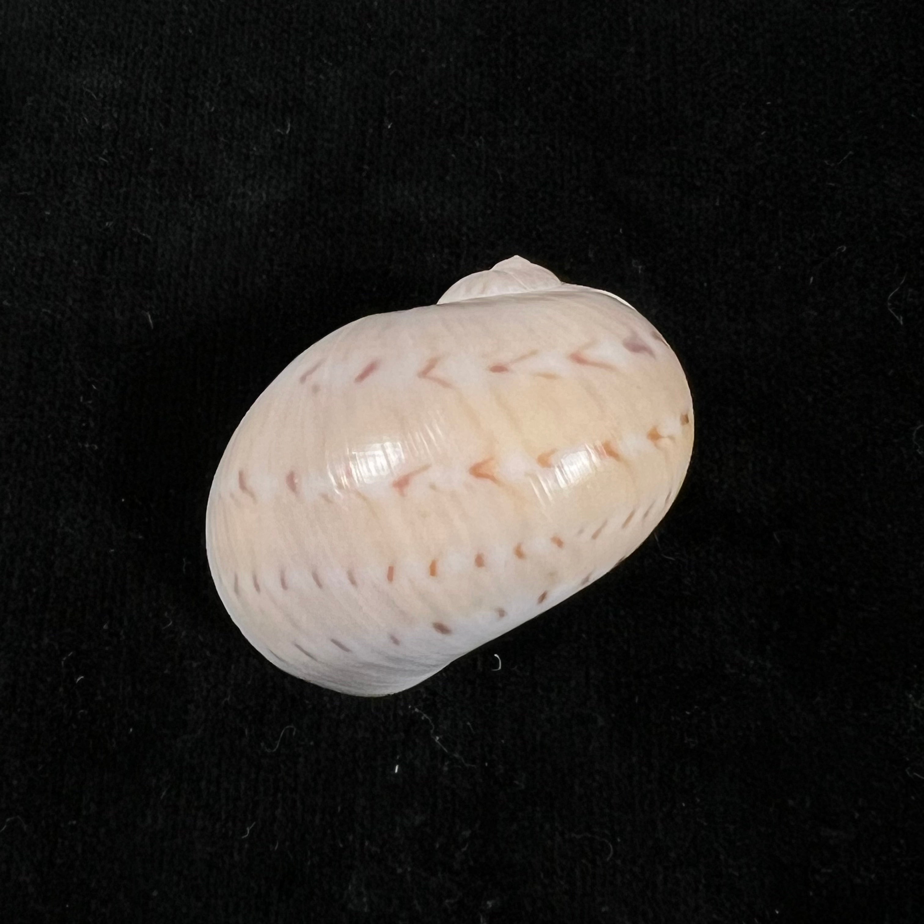 Naticarius canrena (林奈, 1758) - 39,4mm