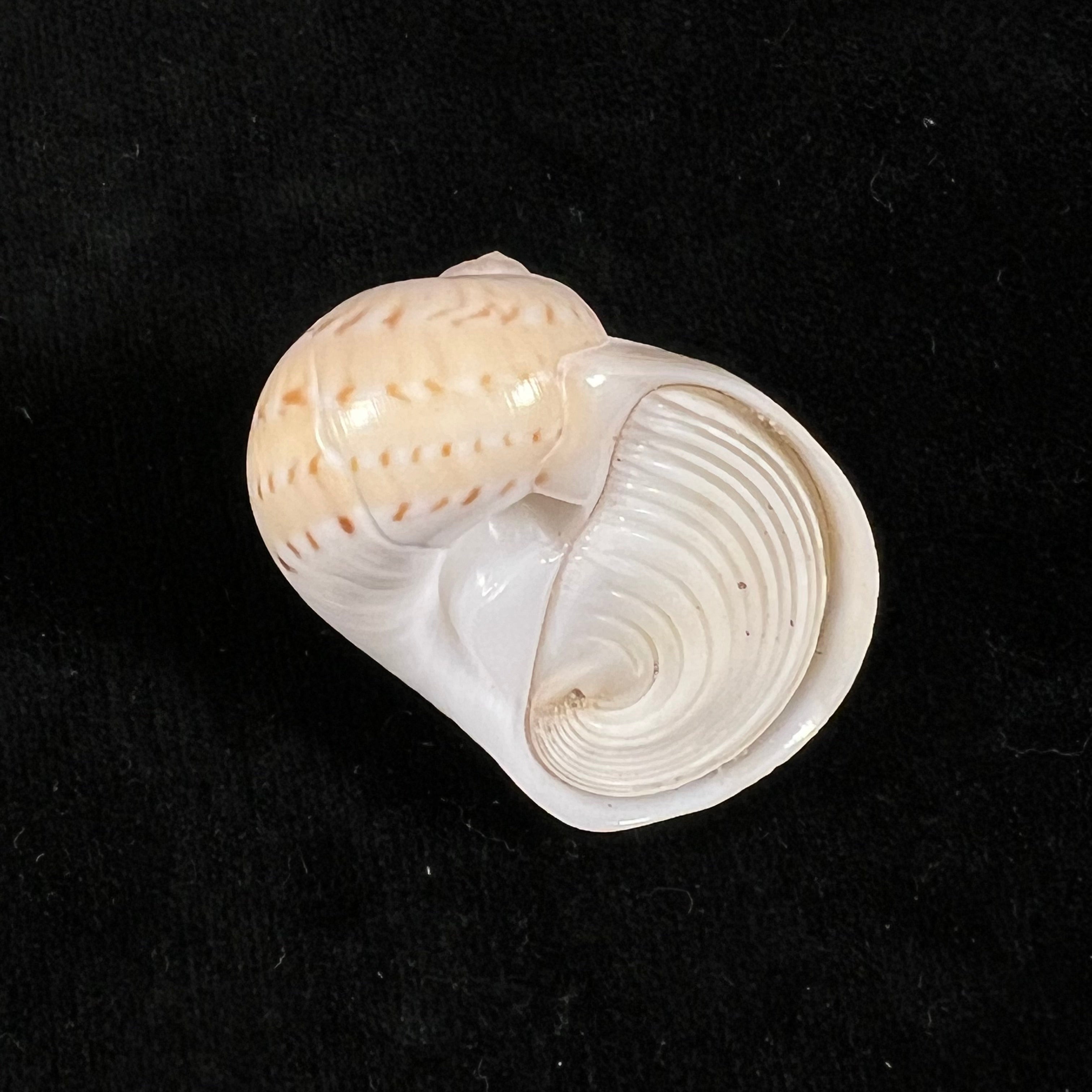 Naticarius canrena (林奈, 1758) - 39,4mm