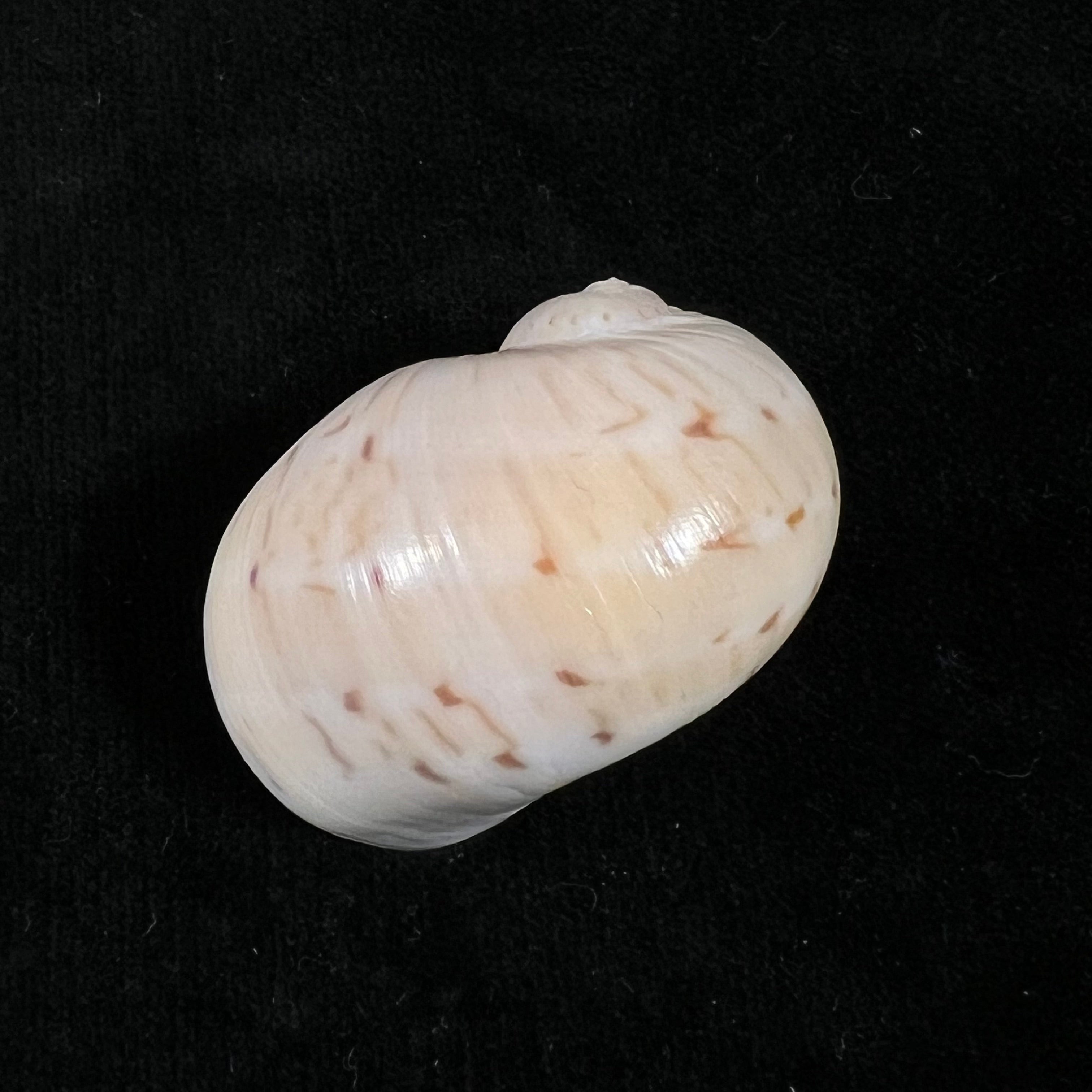 Naticarius canrena (林奈, 1758) - 39mm