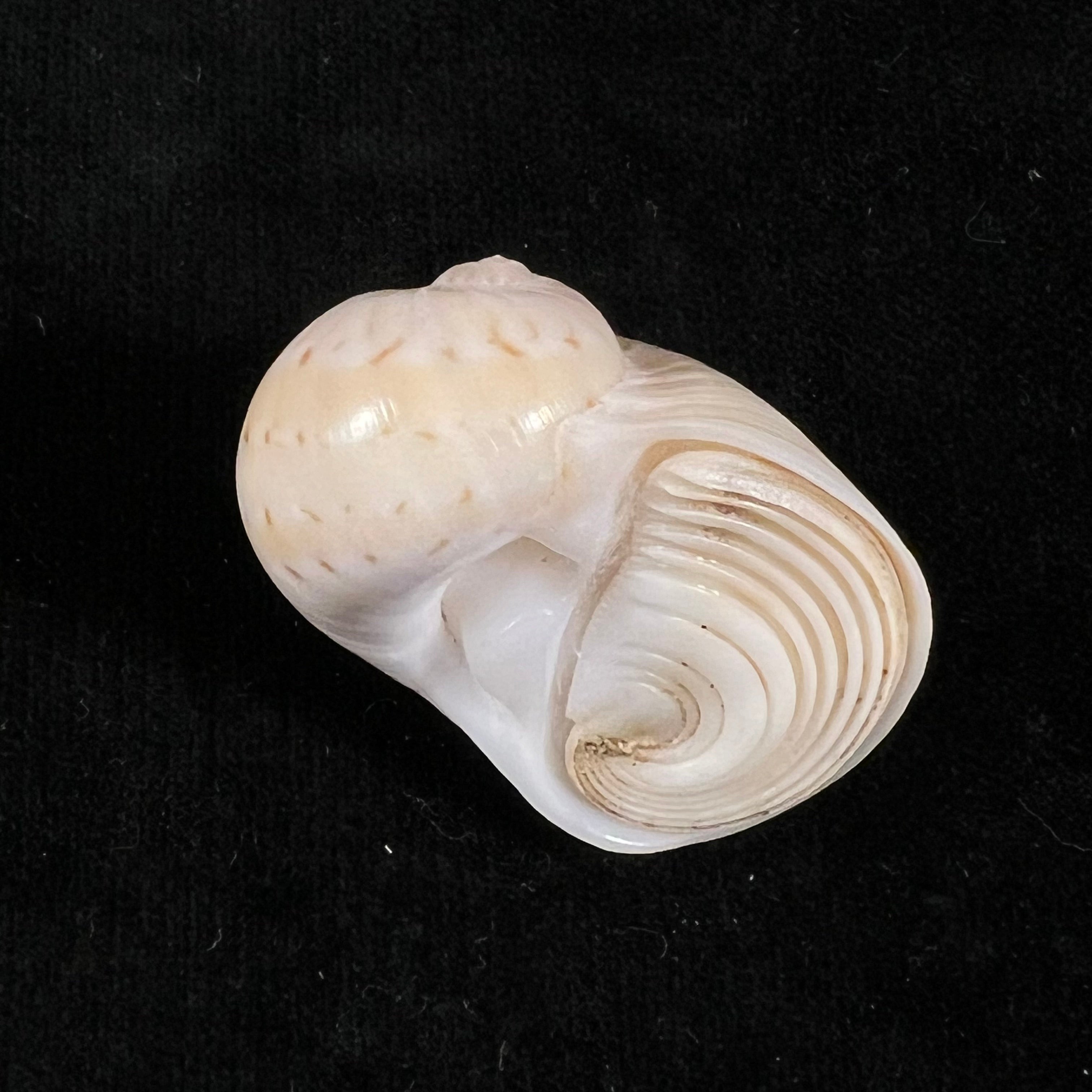 Naticarius canrena (林奈, 1758) - 39mm