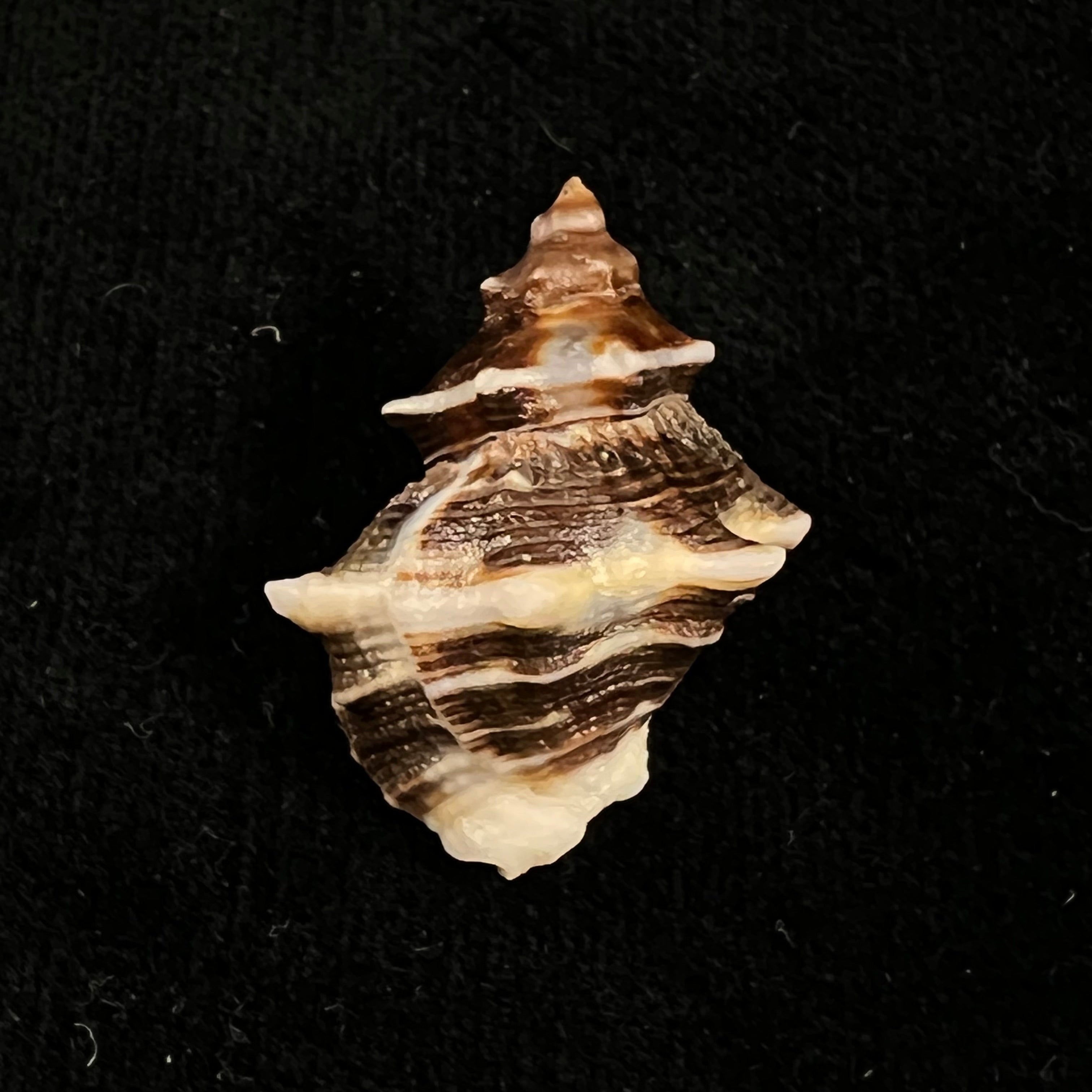 Thaisella kiosquiformis (Duclos, 1832) - 28,6毫米