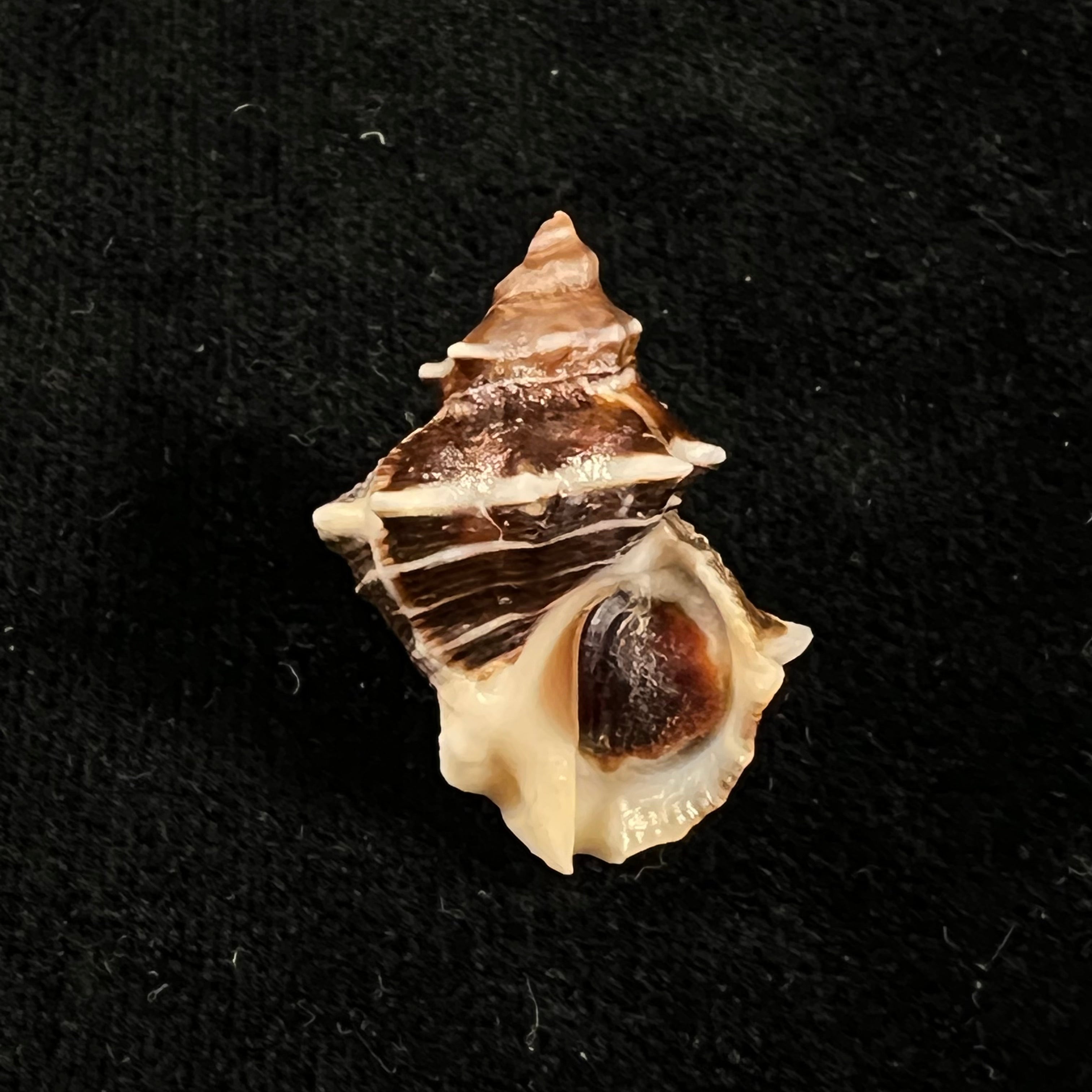 Thaisella kiosquiformis (Duclos, 1832) - 28,6毫米