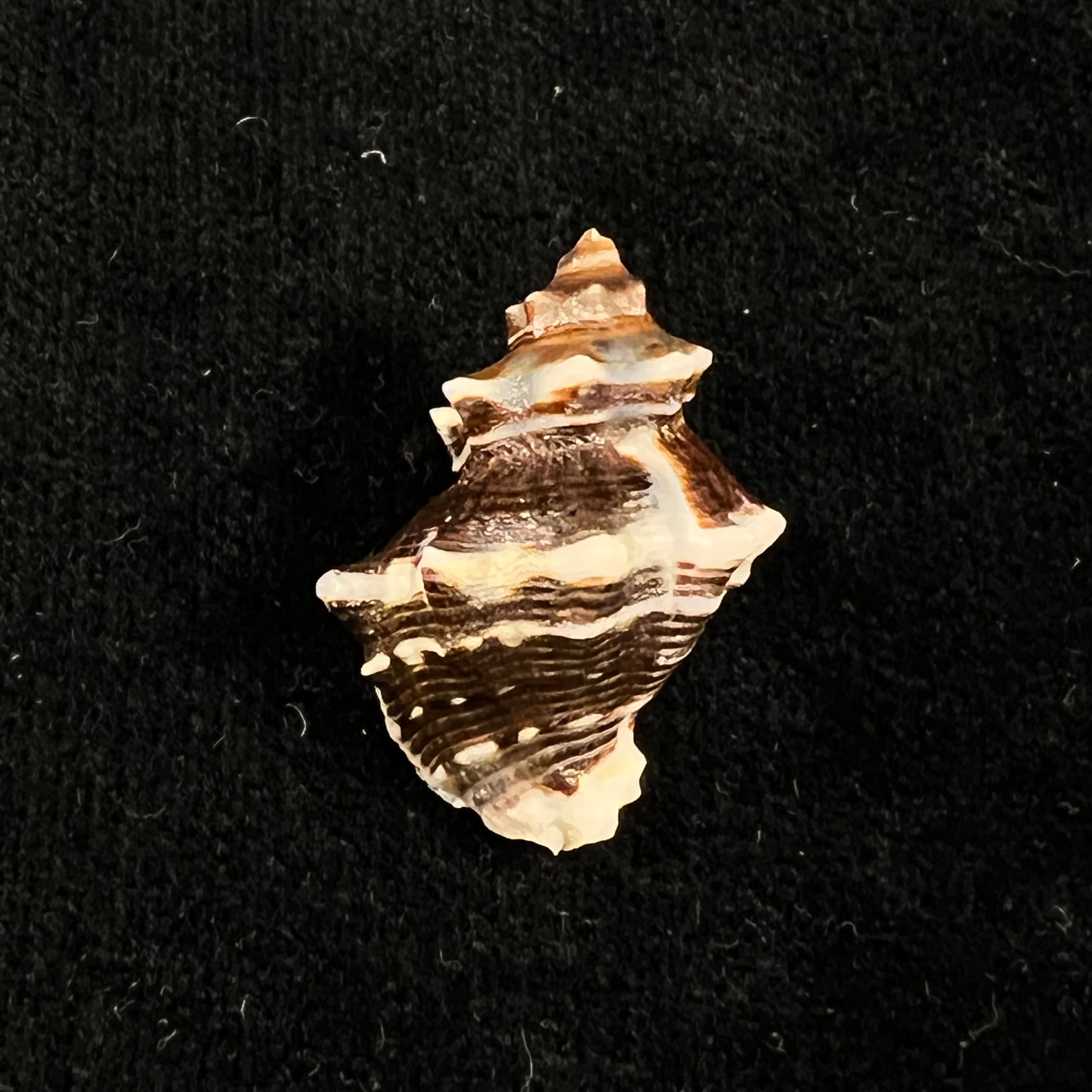 Thaisella kiosquiformis (Duclos, 1832) - 28,8毫米