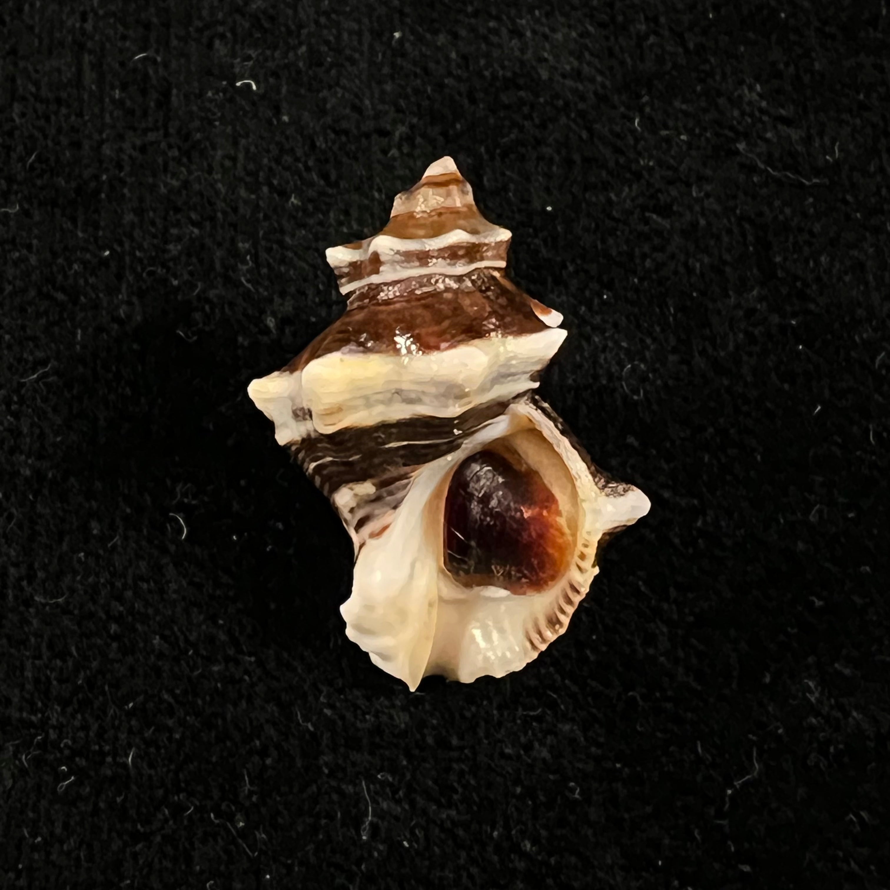 Thaisella kiosquiformis (Duclos, 1832) - 28,8毫米