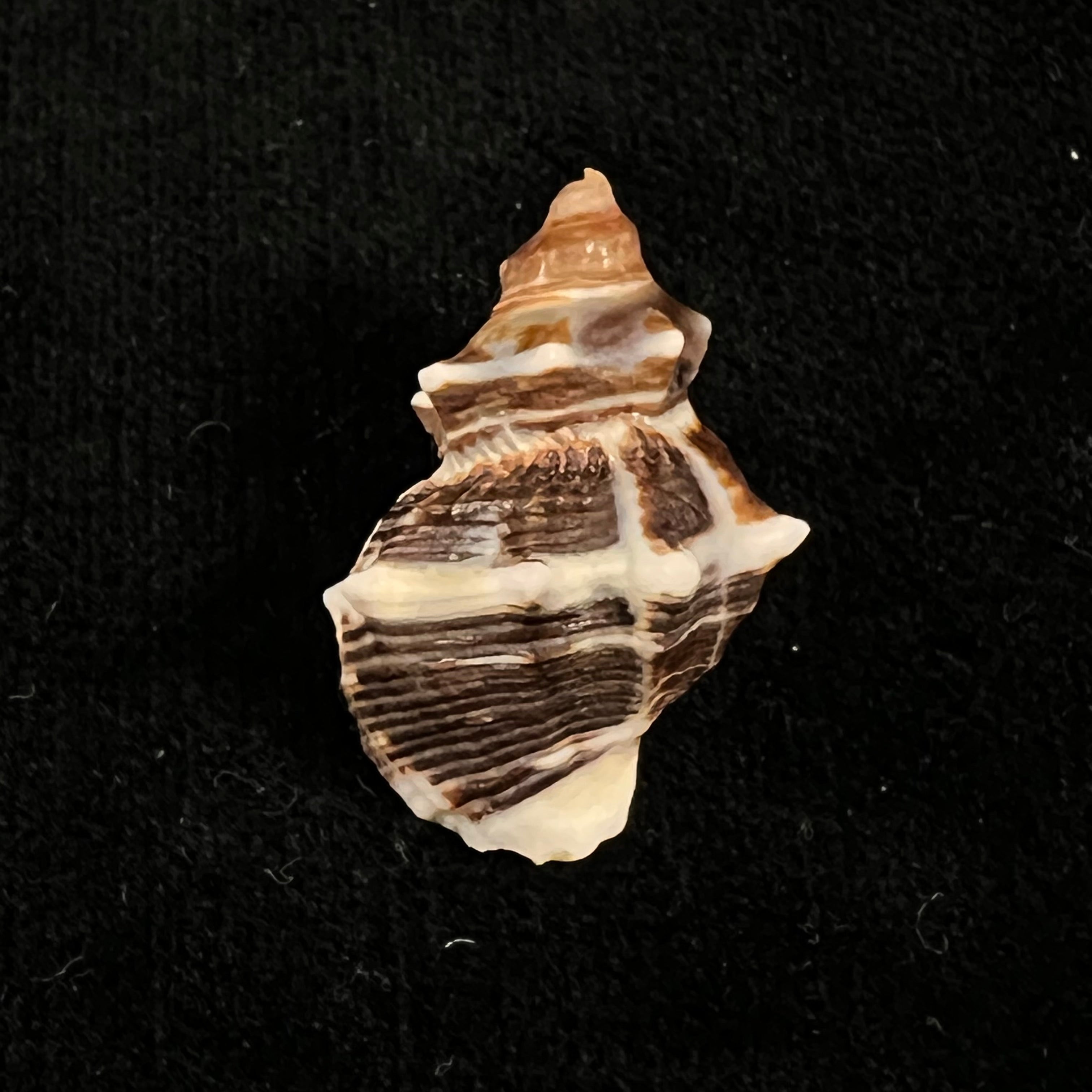 Thaisella kiosquiformis (Duclos, 1832) - 29,5mm