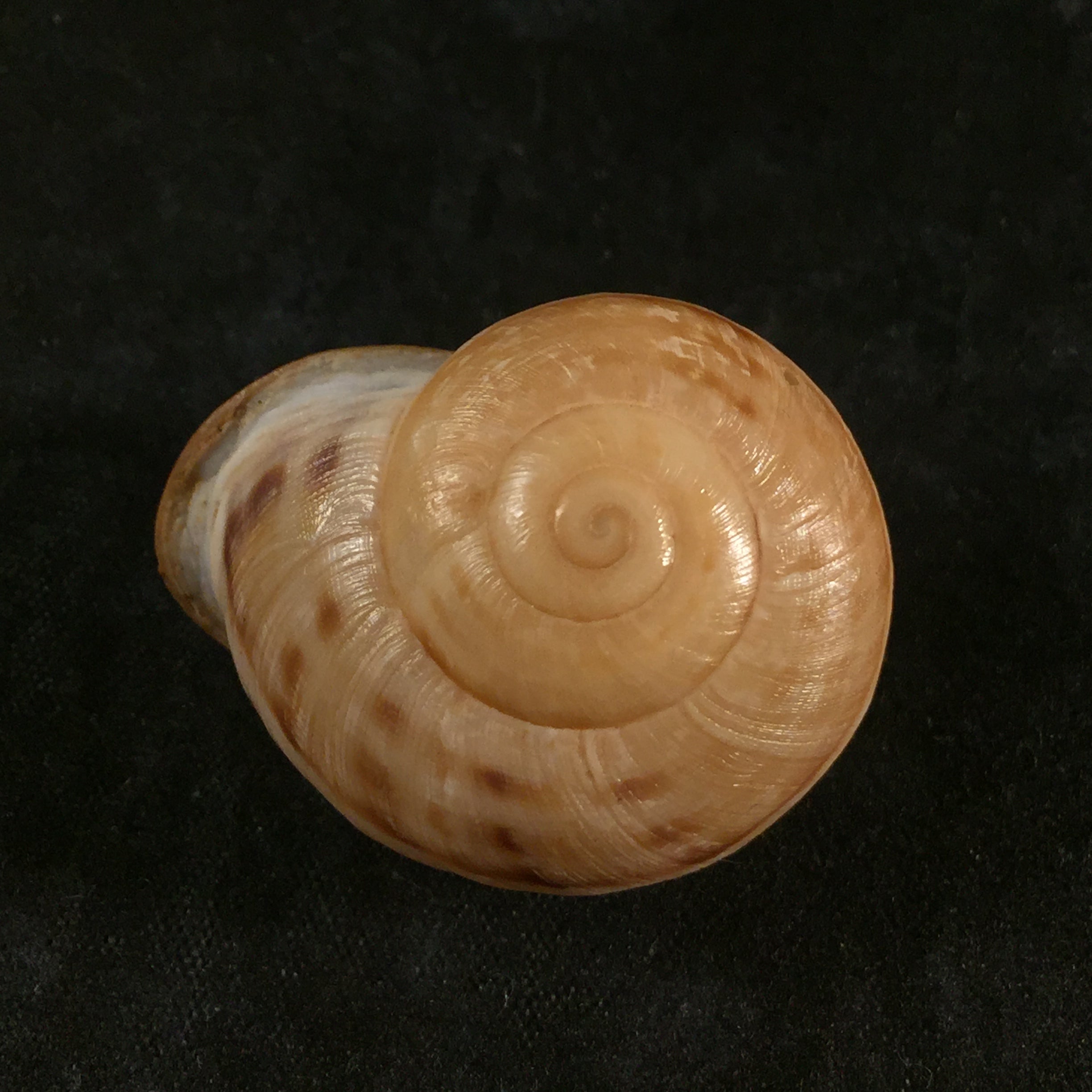 洛卡努斯·罗斯马斯勒 (Iberus lorcanus Rossmässler), 1854 - 34,1mm