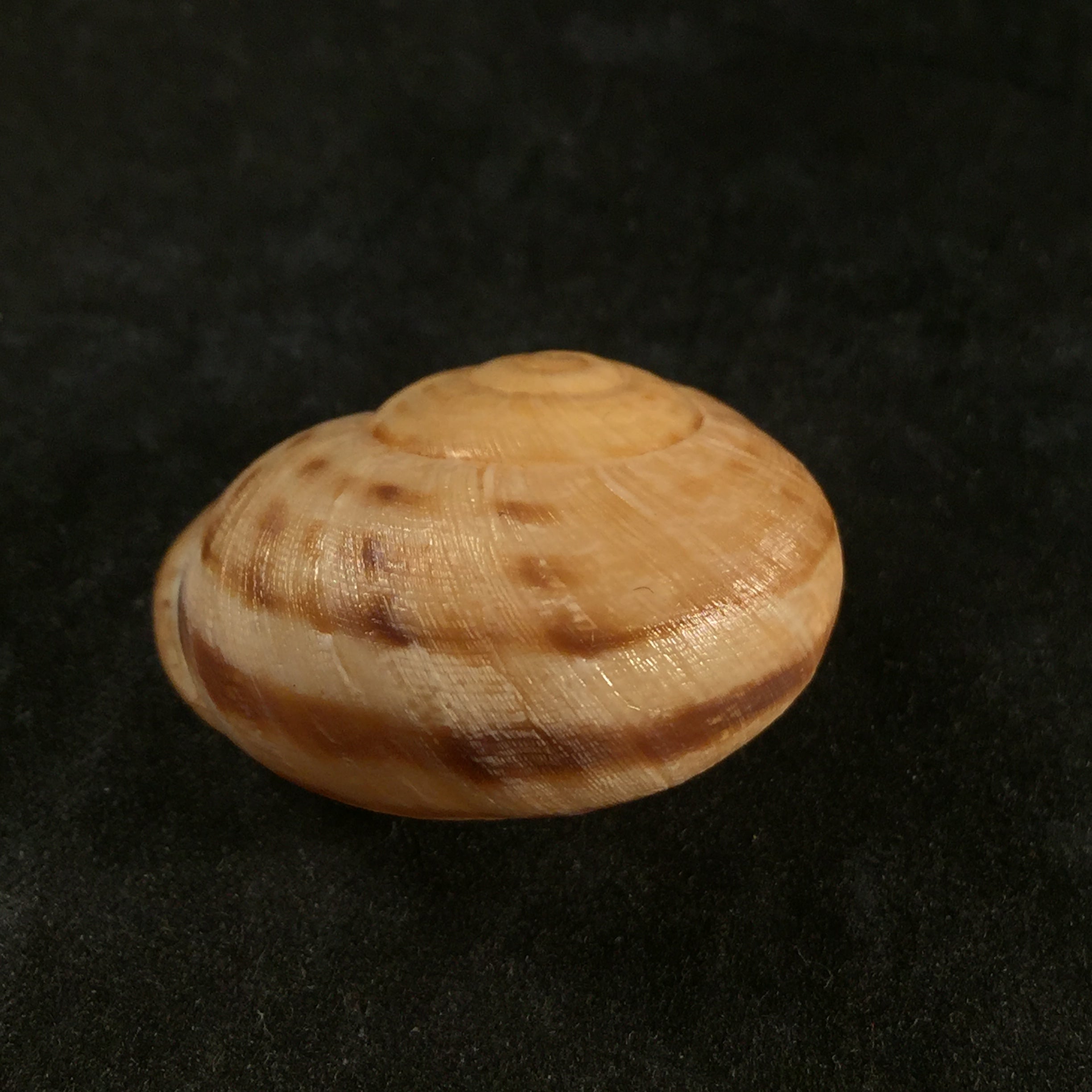 洛卡努斯·罗斯马斯勒 (Iberus lorcanus Rossmässler), 1854 - 34,1mm