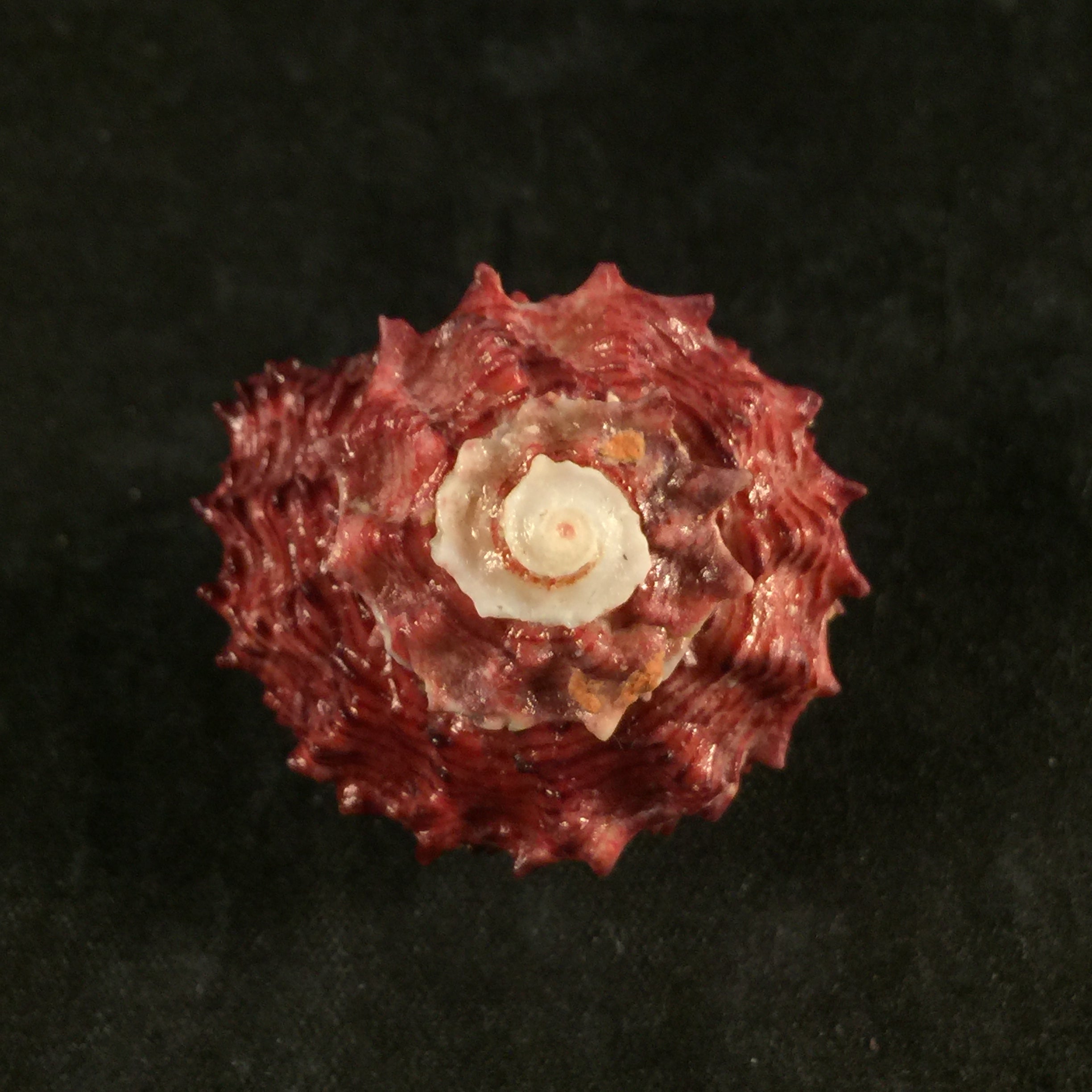 Angaria rugosa (Kiener, 1843) - 32,8mm