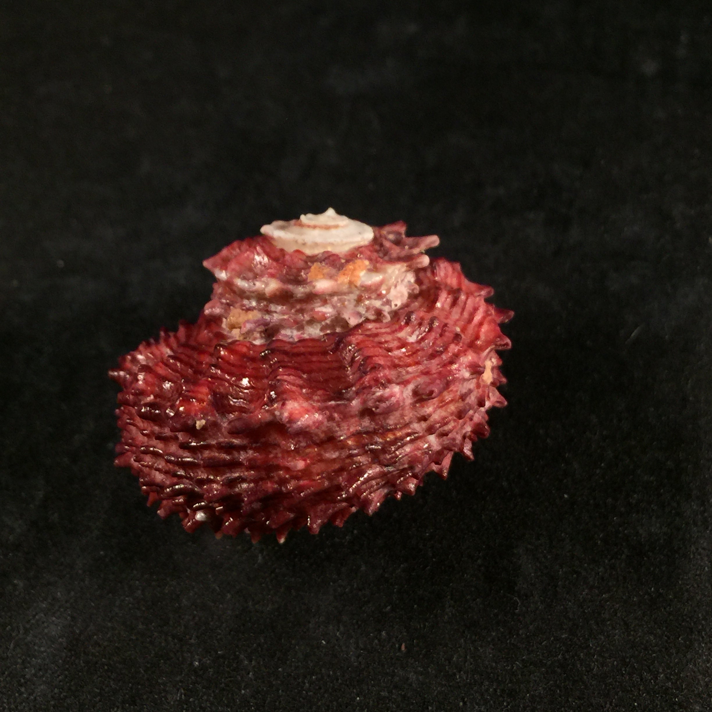 Angaria rugosa (Kiener, 1843) - 32,8mm