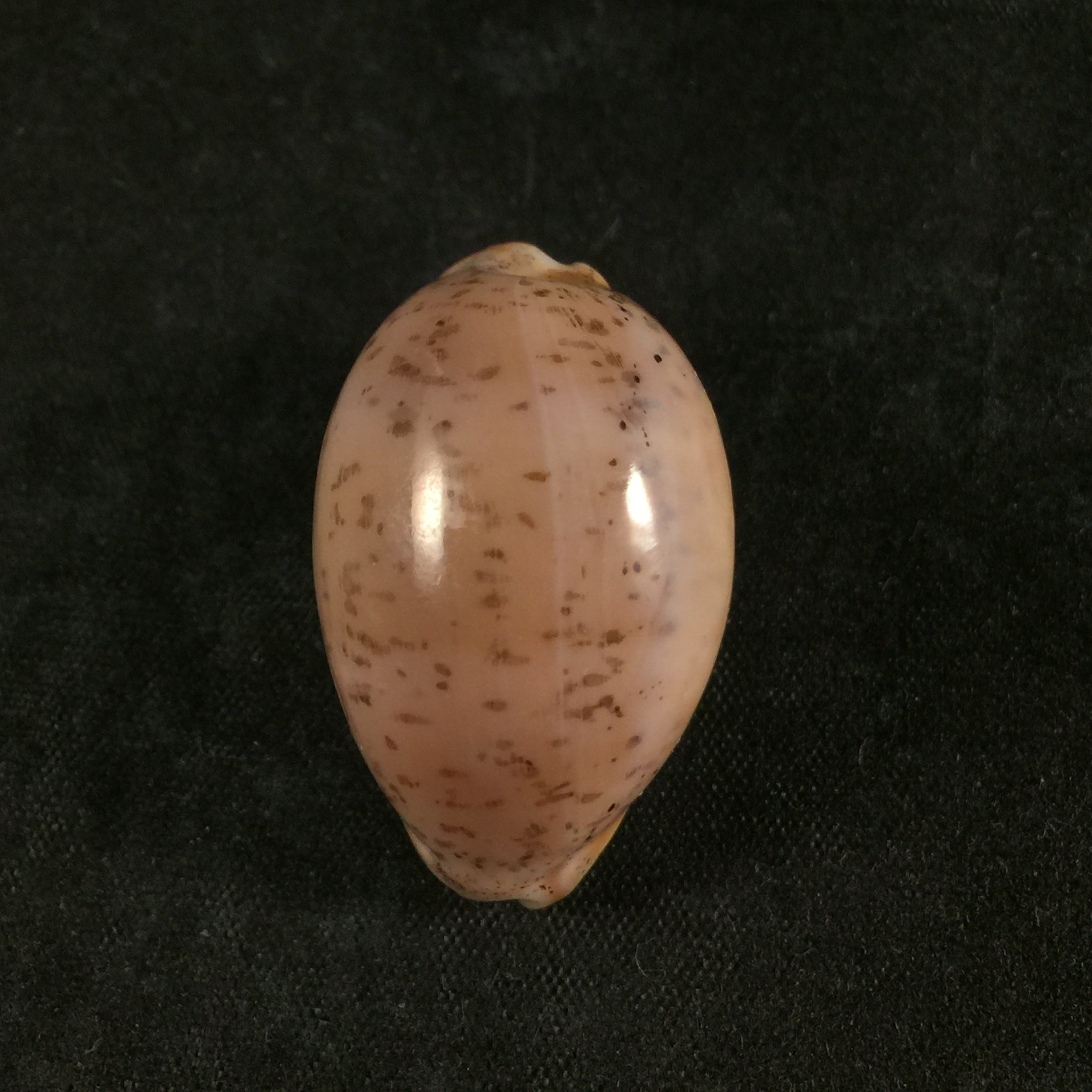 Luria cinerea brasiliensis Lorenz & Hubert, 1993 - 32,3mm