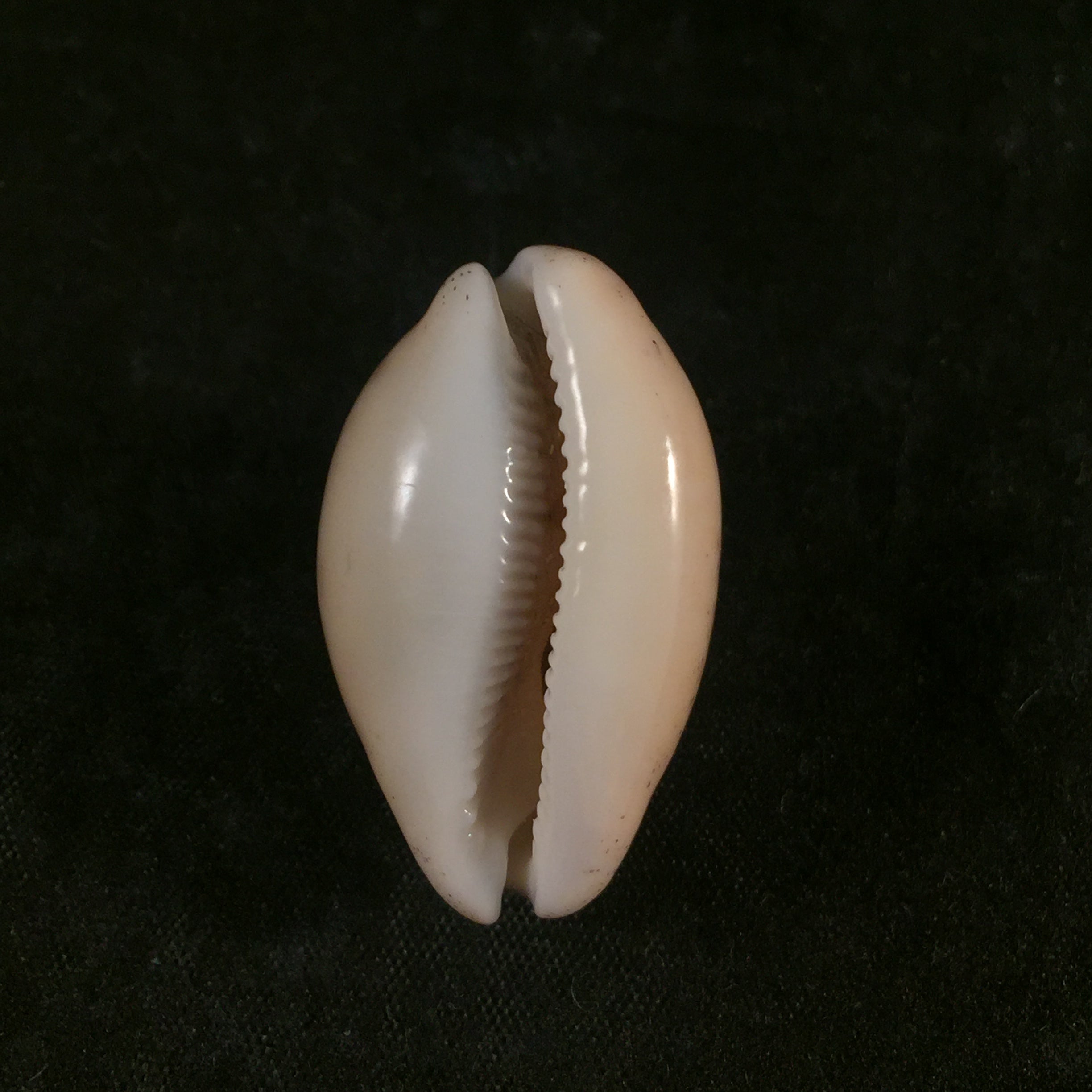Luria cinerea brasiliensis Lorenz & Hubert, 1993 - 32,3mm
