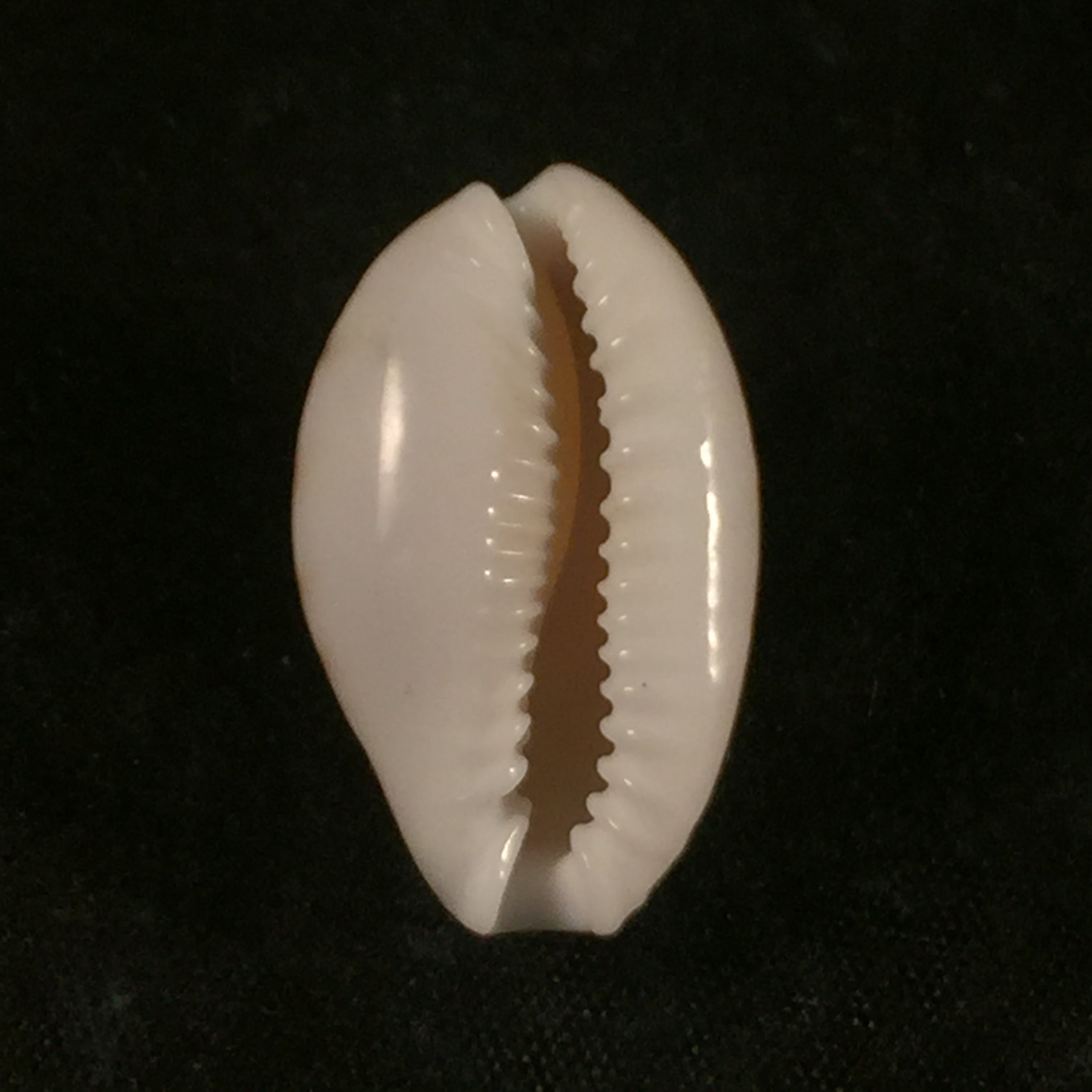 Erosaria acicularis (Gmelin, 1791) - 24,8mm