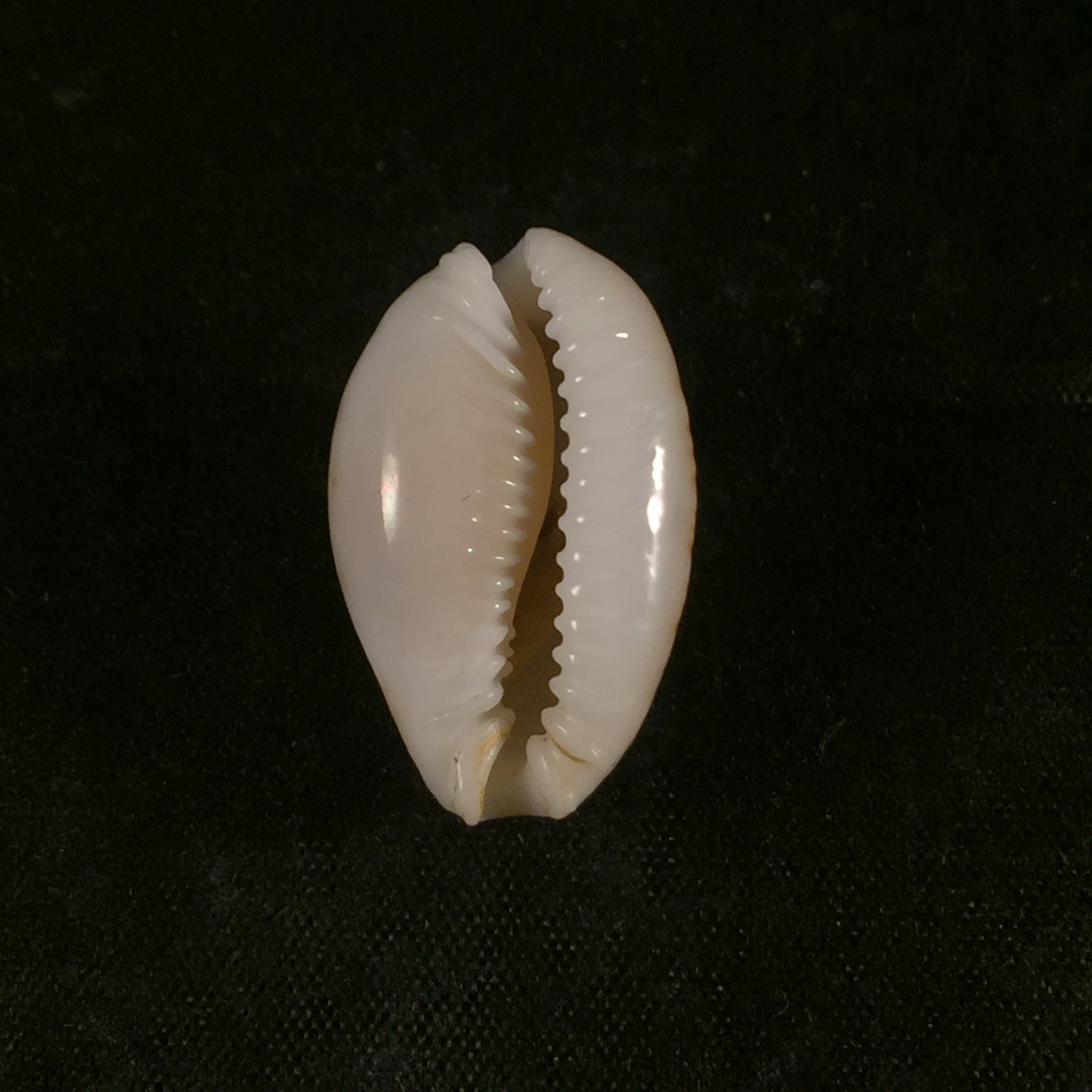 Erosaria acicularis (Gmelin, 1791) - 24mm