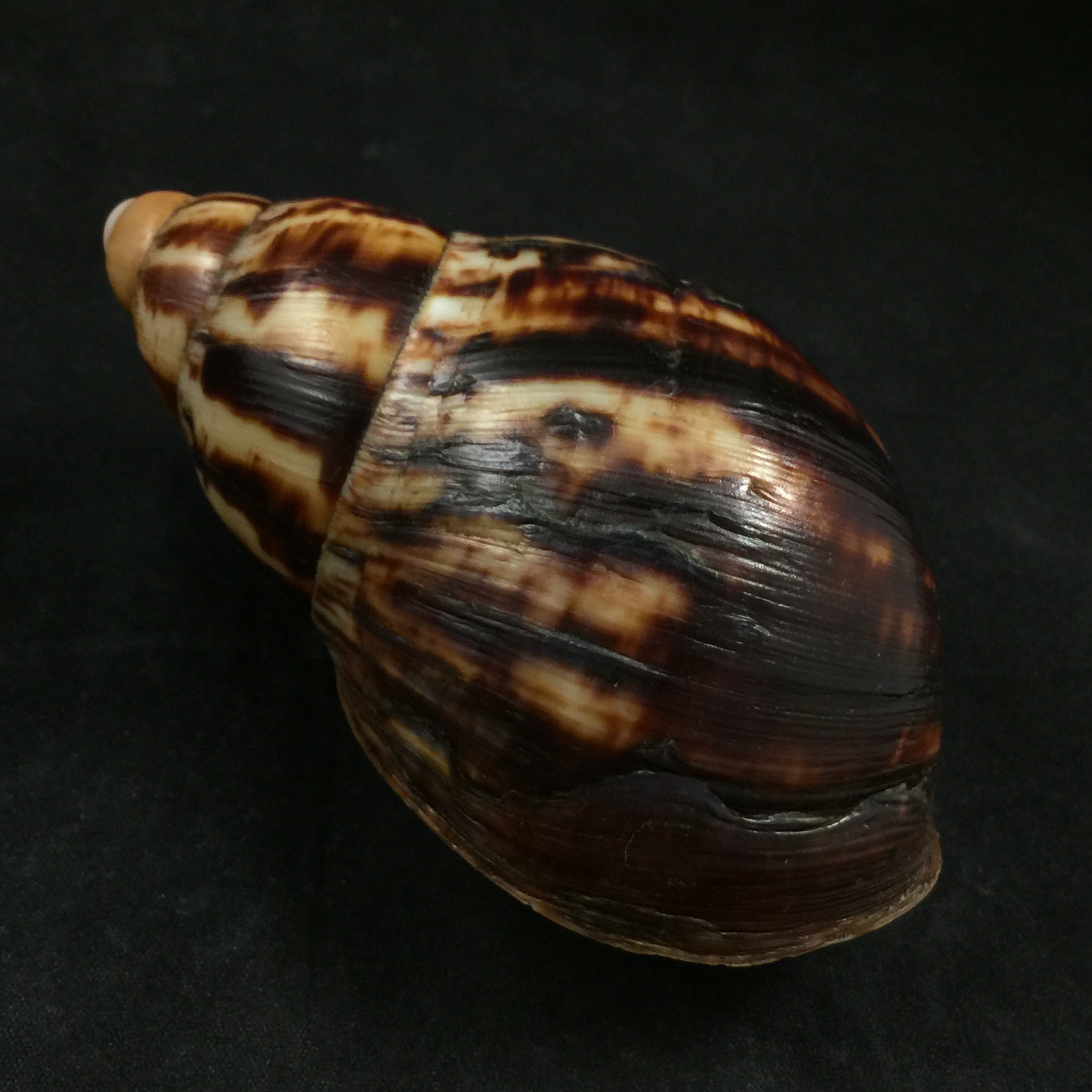 Archachatina marginata suturalis (Philippi,1849) - 106,6mm