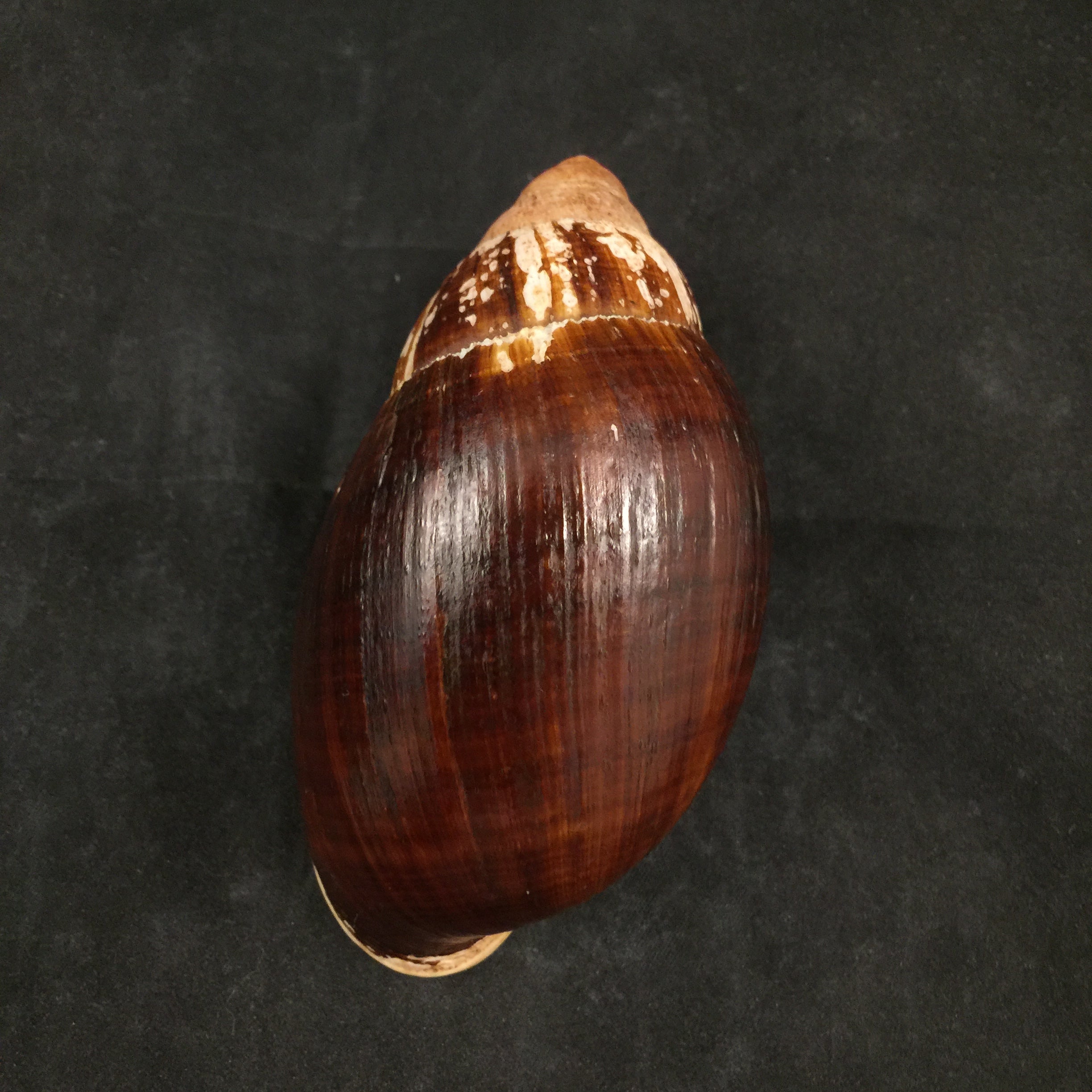 Placostylus fibratus (Martyn,1784) - 106毫米