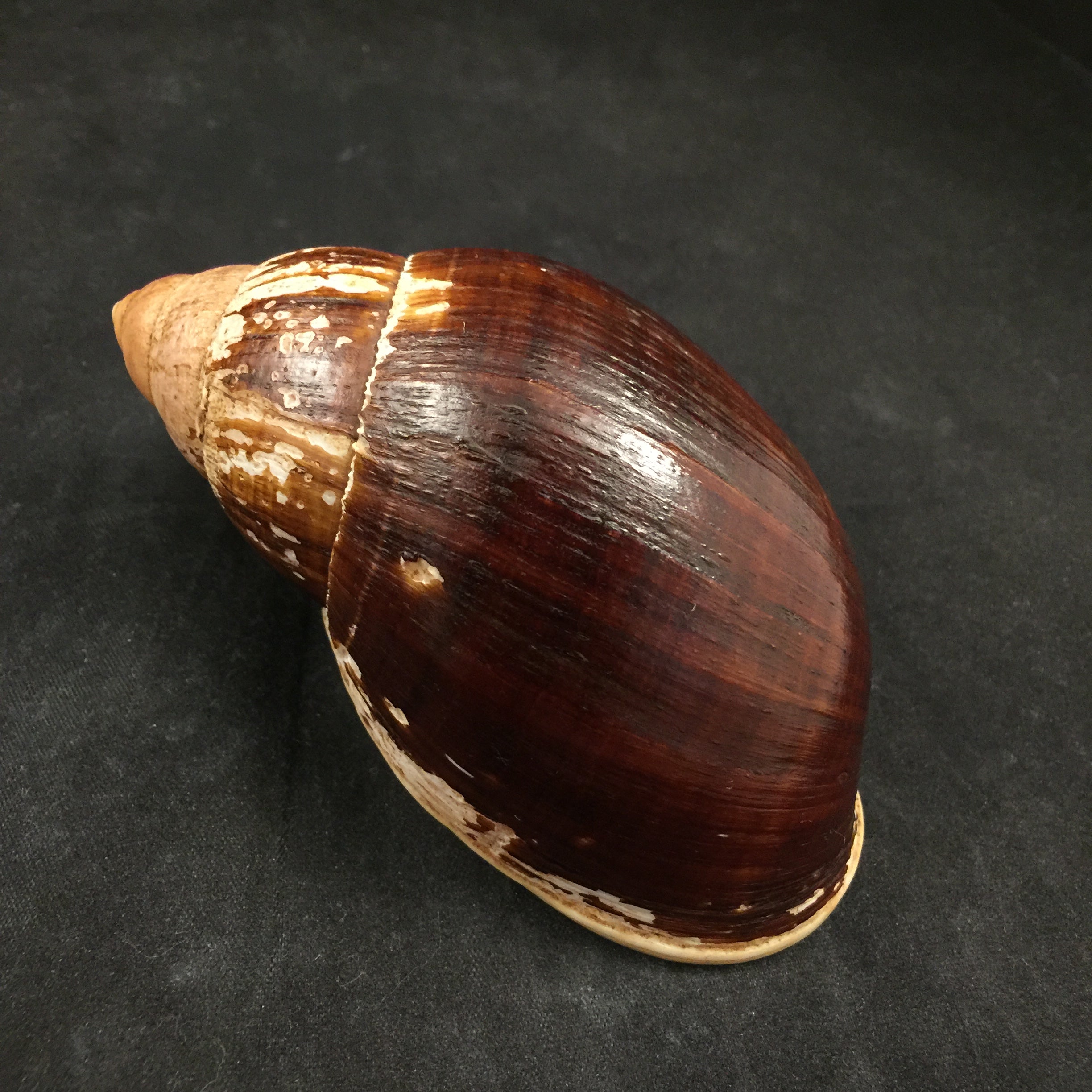 Placostylus fibratus (Martyn,1784) - 106毫米