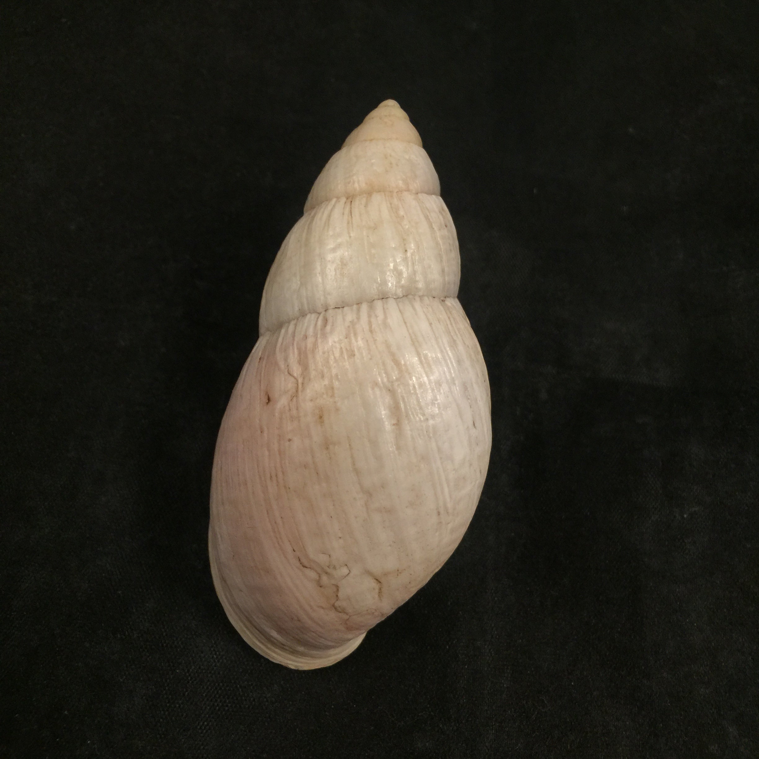 Placostylus bovinus Bruguière,1784 - 76,2mm