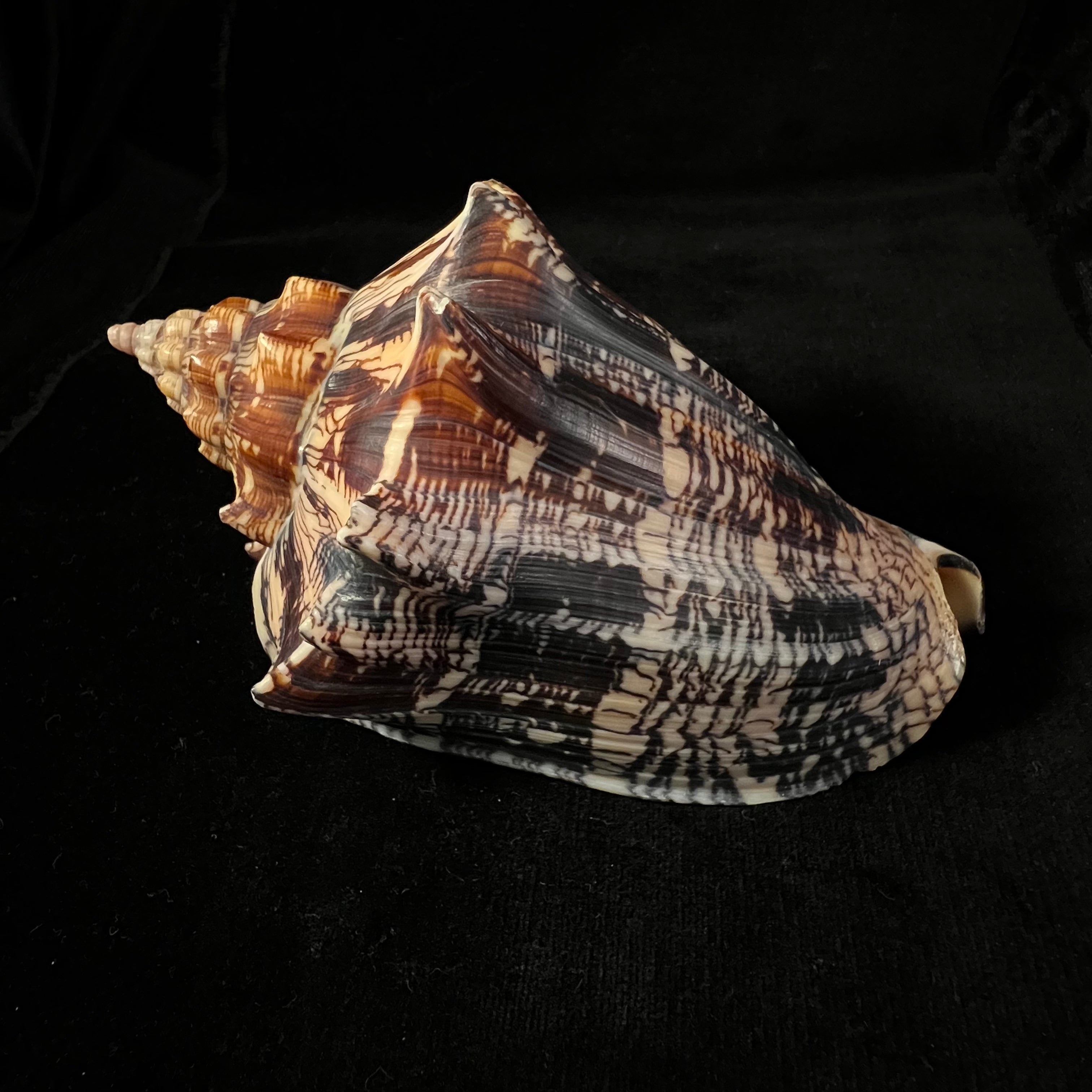 Voluta ebraea Linnaeus, 1758 - 132,7mm