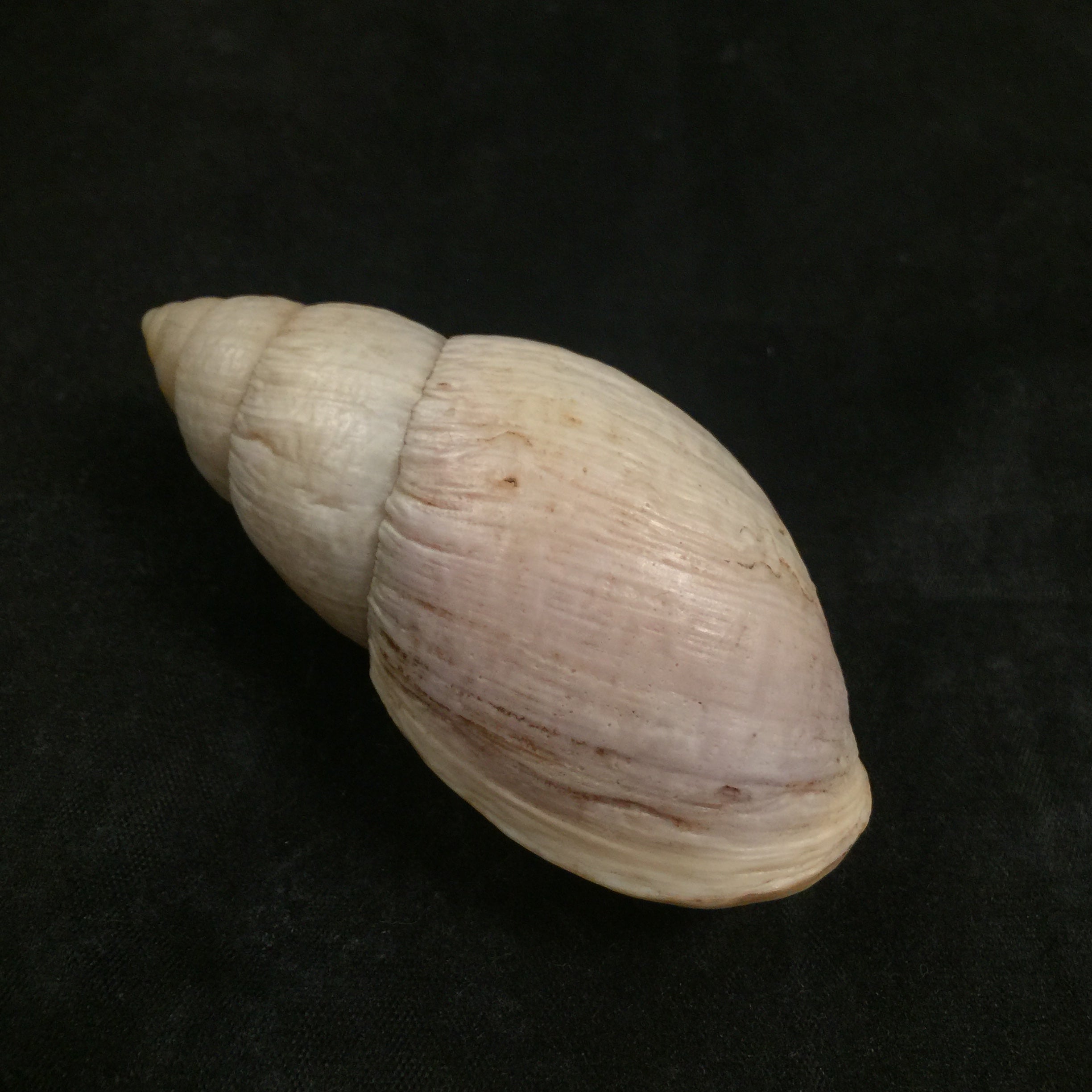 Placostylus bovinus Bruguière,1784 - 76,2mm